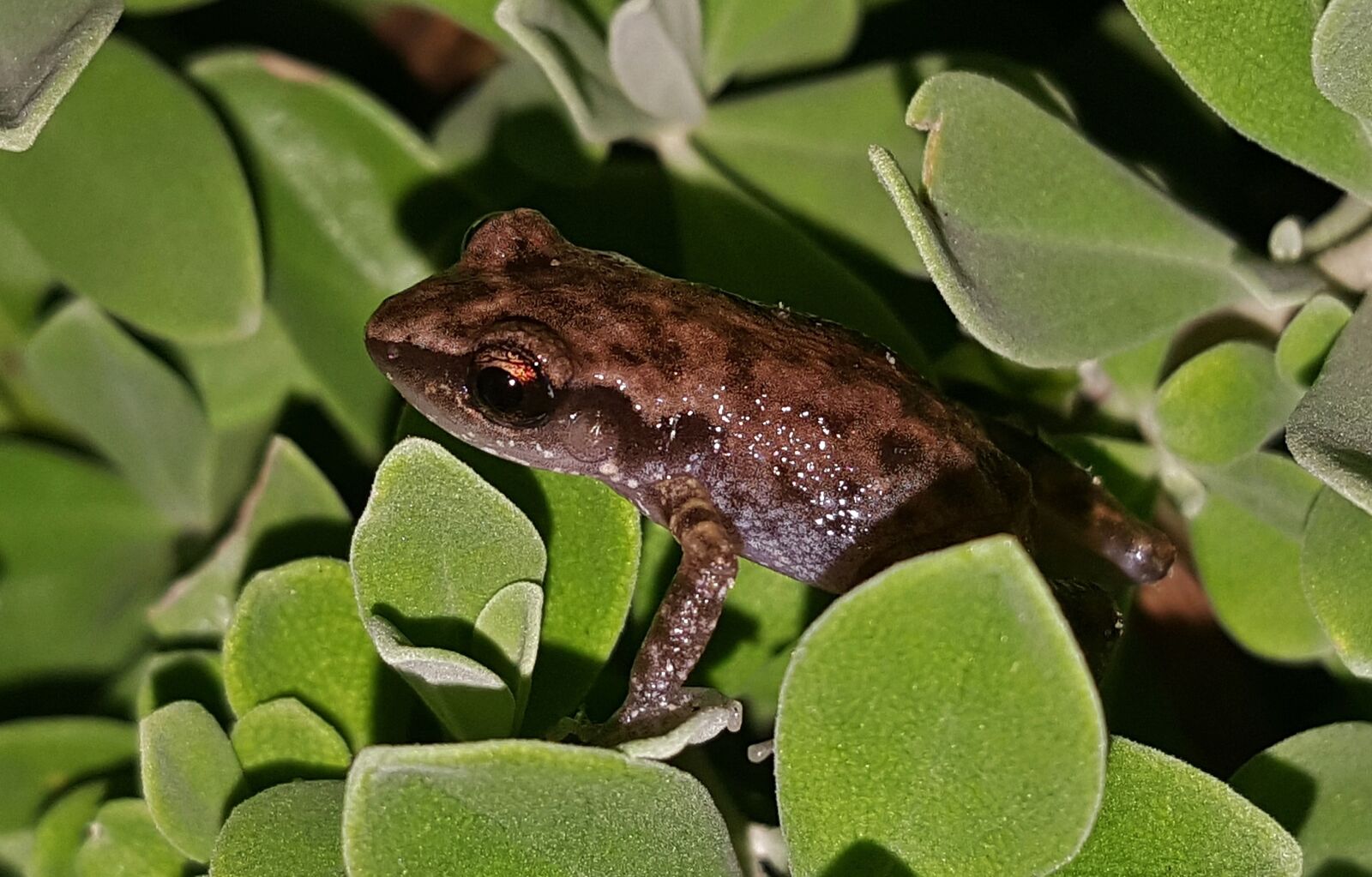 Samsung Galaxy Note5 sample photo. Frog, rio grande chirping photography
