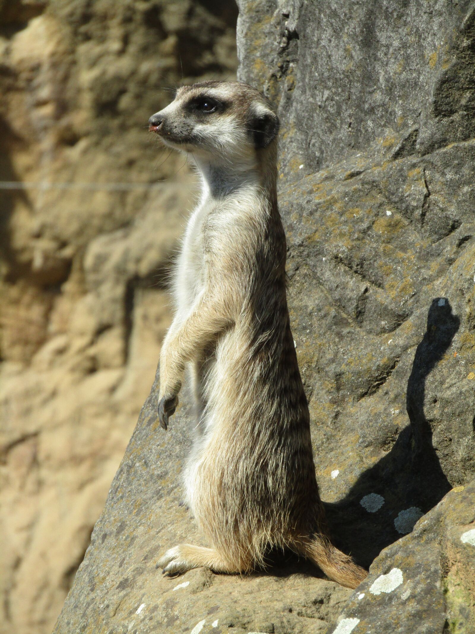 Canon PowerShot SX410 IS sample photo. Meerkat, mammal, zoo photography