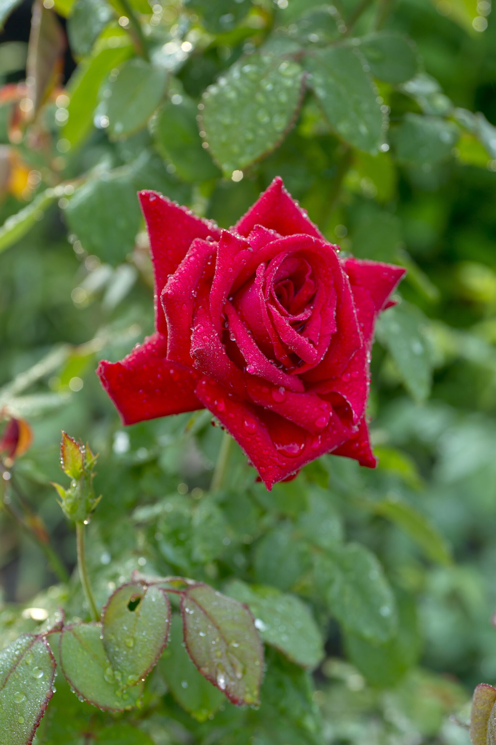 Sony Alpha DSLR-A850 sample photo. Rose, red, flower photography