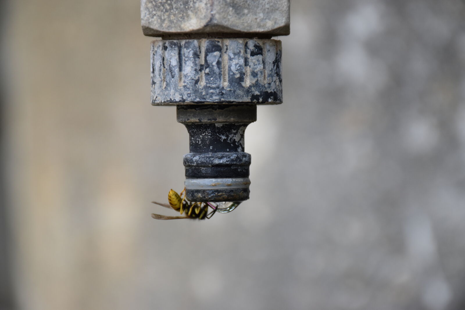 Nikon D5500 sample photo