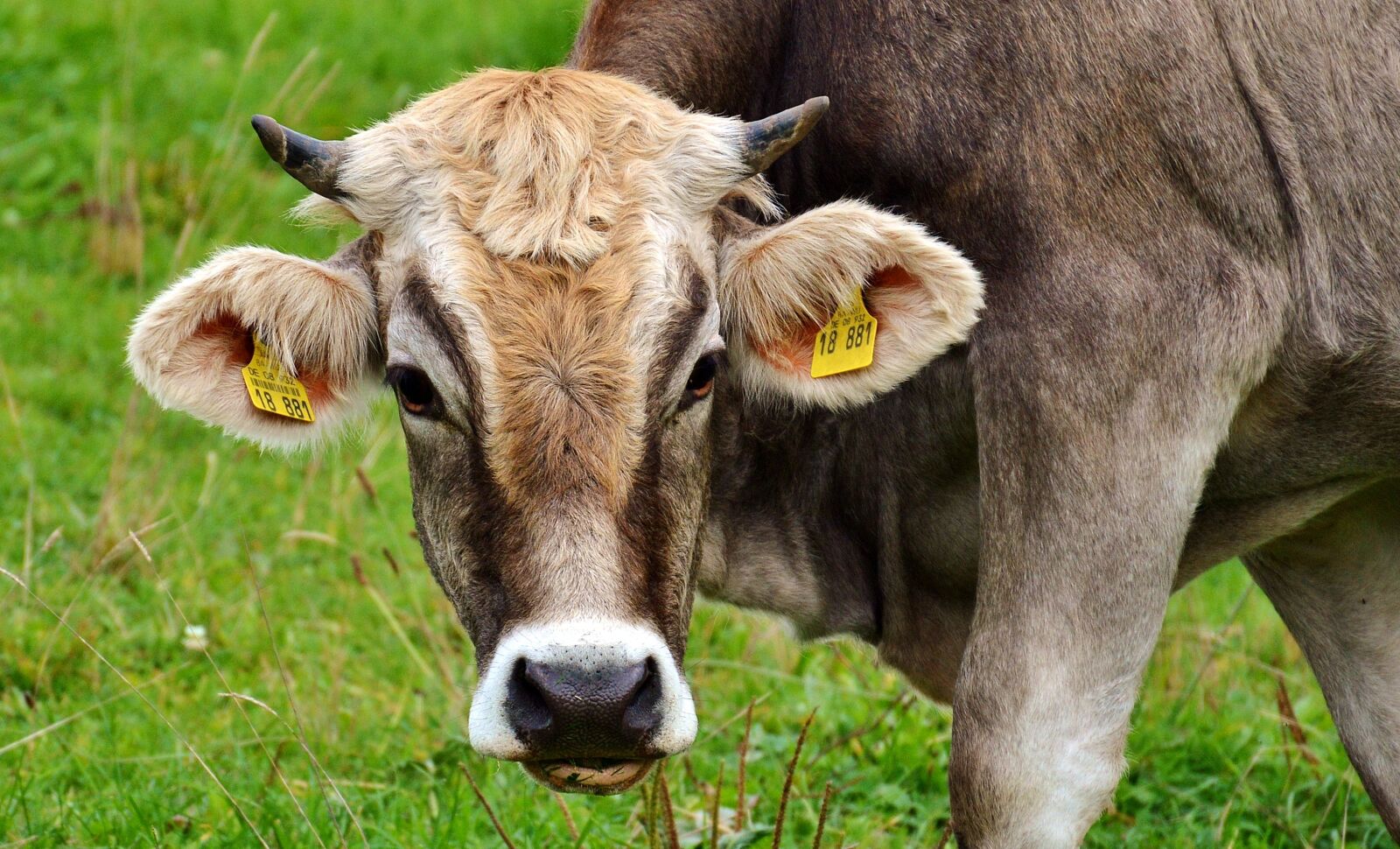 Nikon D3200 sample photo. Cow, allgäu, cows photography