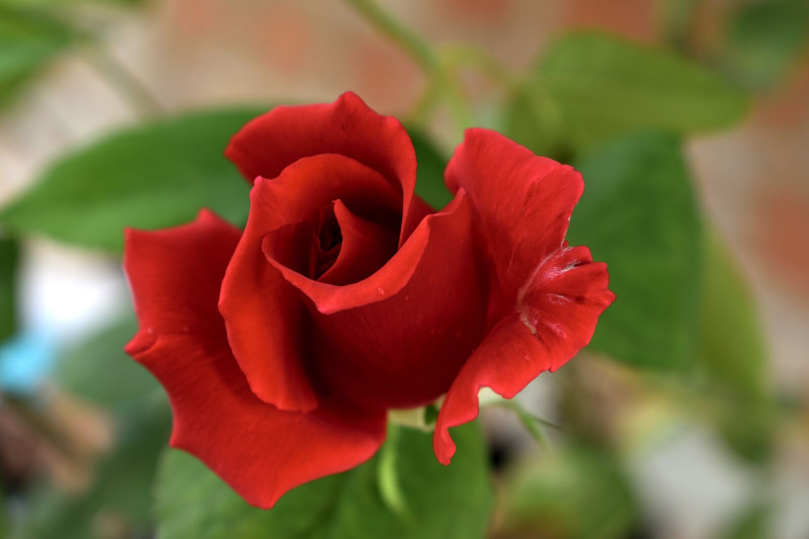 Nikon D5300 sample photo. Roses, flowers, red photography