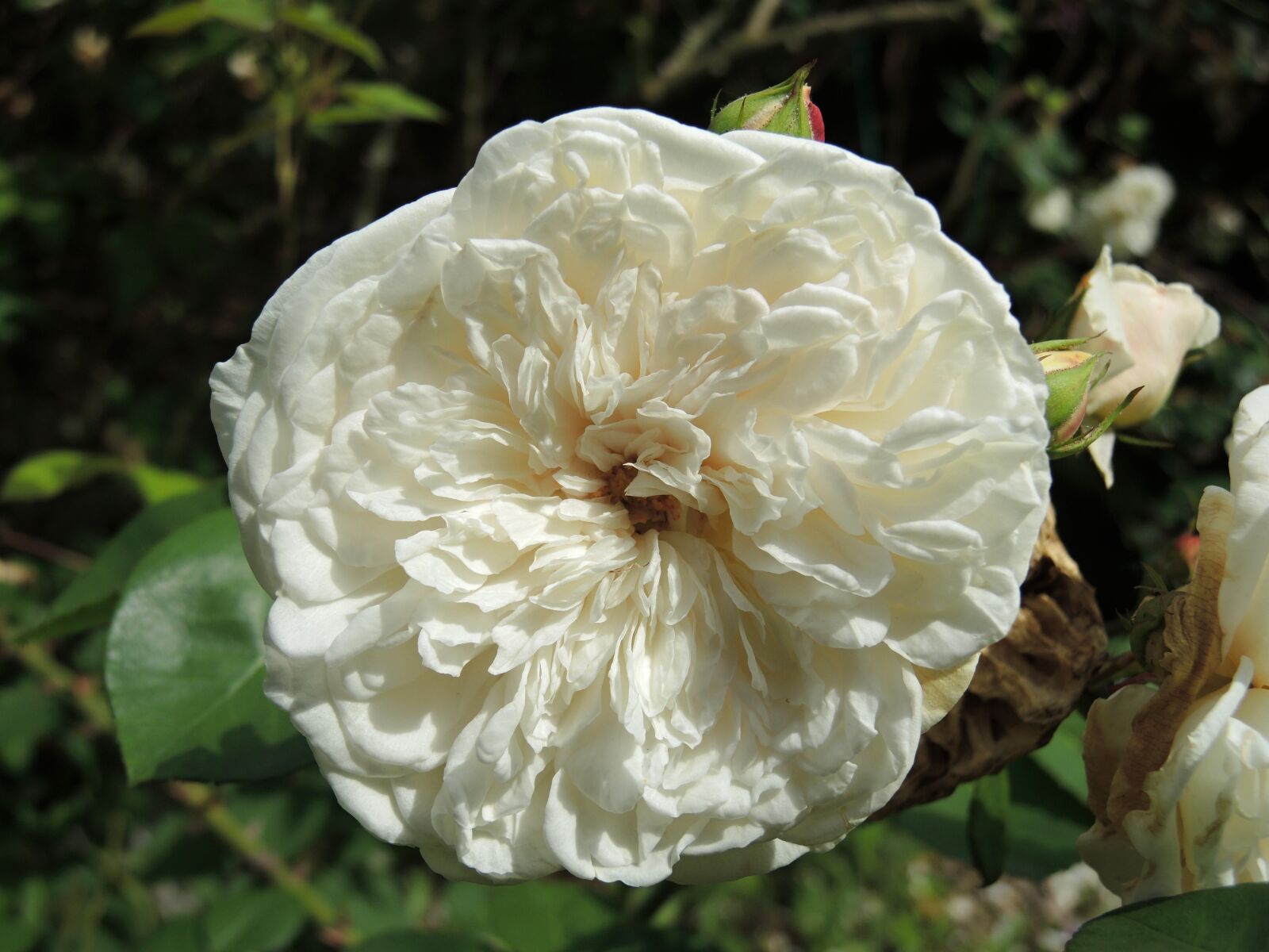 Nikon Coolpix P7800 sample photo. Rose, white, flower photography