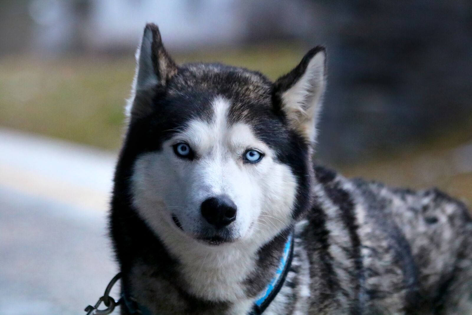 Canon EOS 750D (EOS Rebel T6i / EOS Kiss X8i) + Canon EF 70-300mm F4-5.6 IS USM sample photo. Huskies, dog, view photography