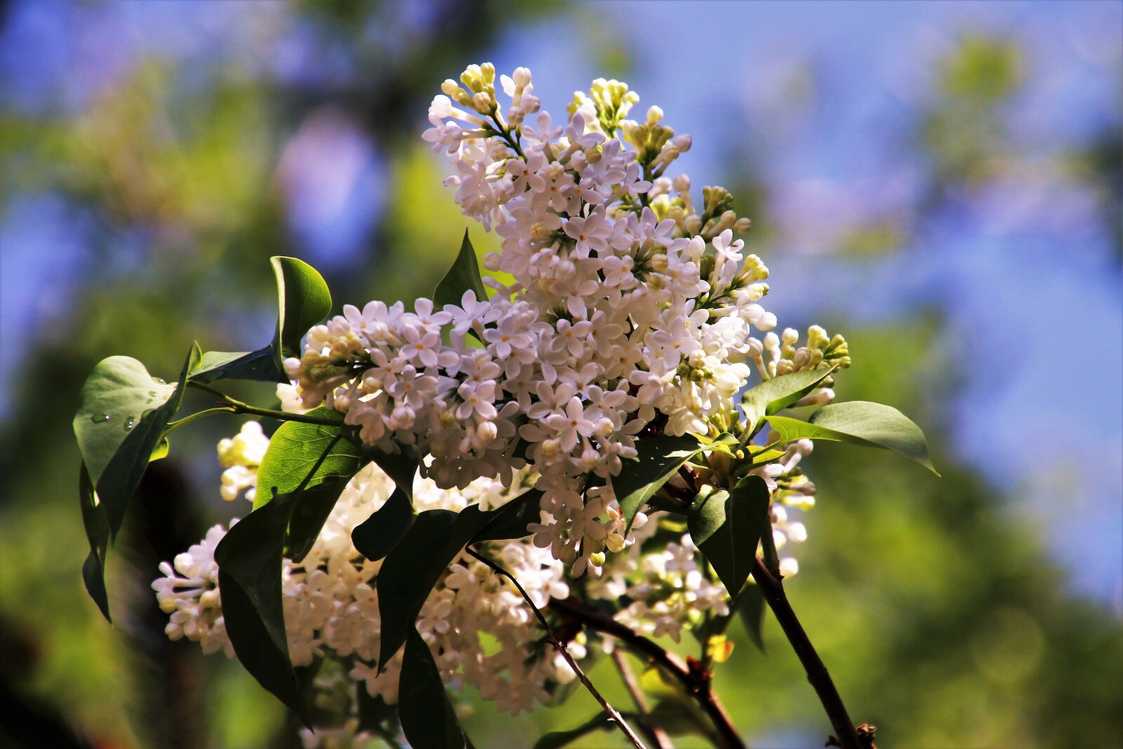 Canon EOS 80D sample photo. Without, flower, tree photography