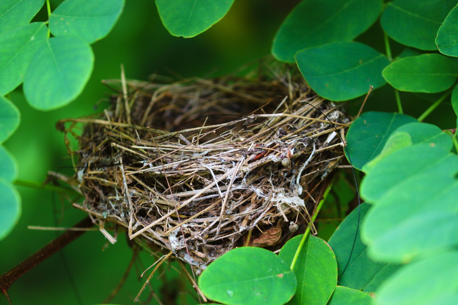 Canon EOS 200D (EOS Rebel SL2 / EOS Kiss X9) sample photo. Nest, bird's nest, empty photography