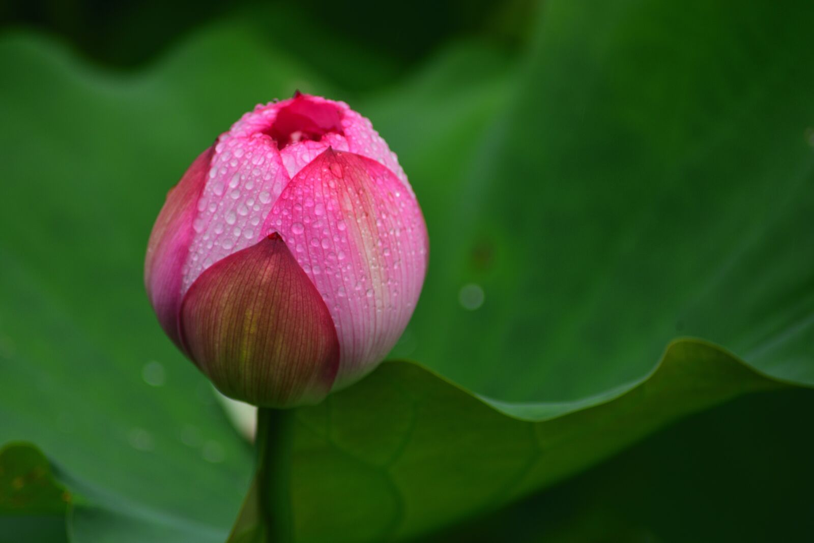 Nikon D750 sample photo. Flower, lotus, plant photography