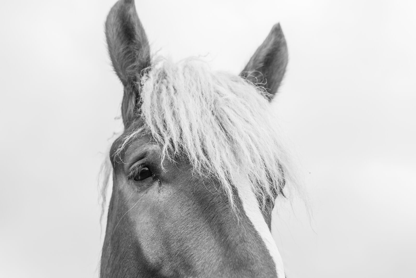 Canon EF 24-70mm F2.8L USM sample photo. Horse, head, animal photography