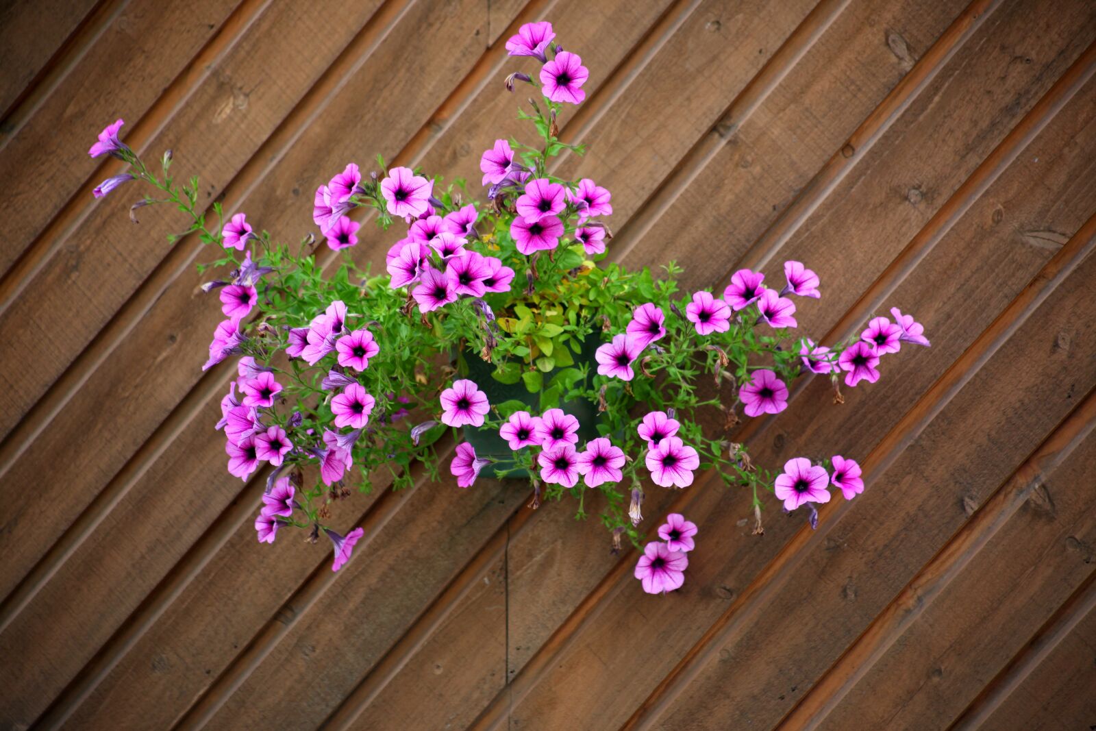 Canon EOS 5D Mark II sample photo. Flowers, wooden, plants photography