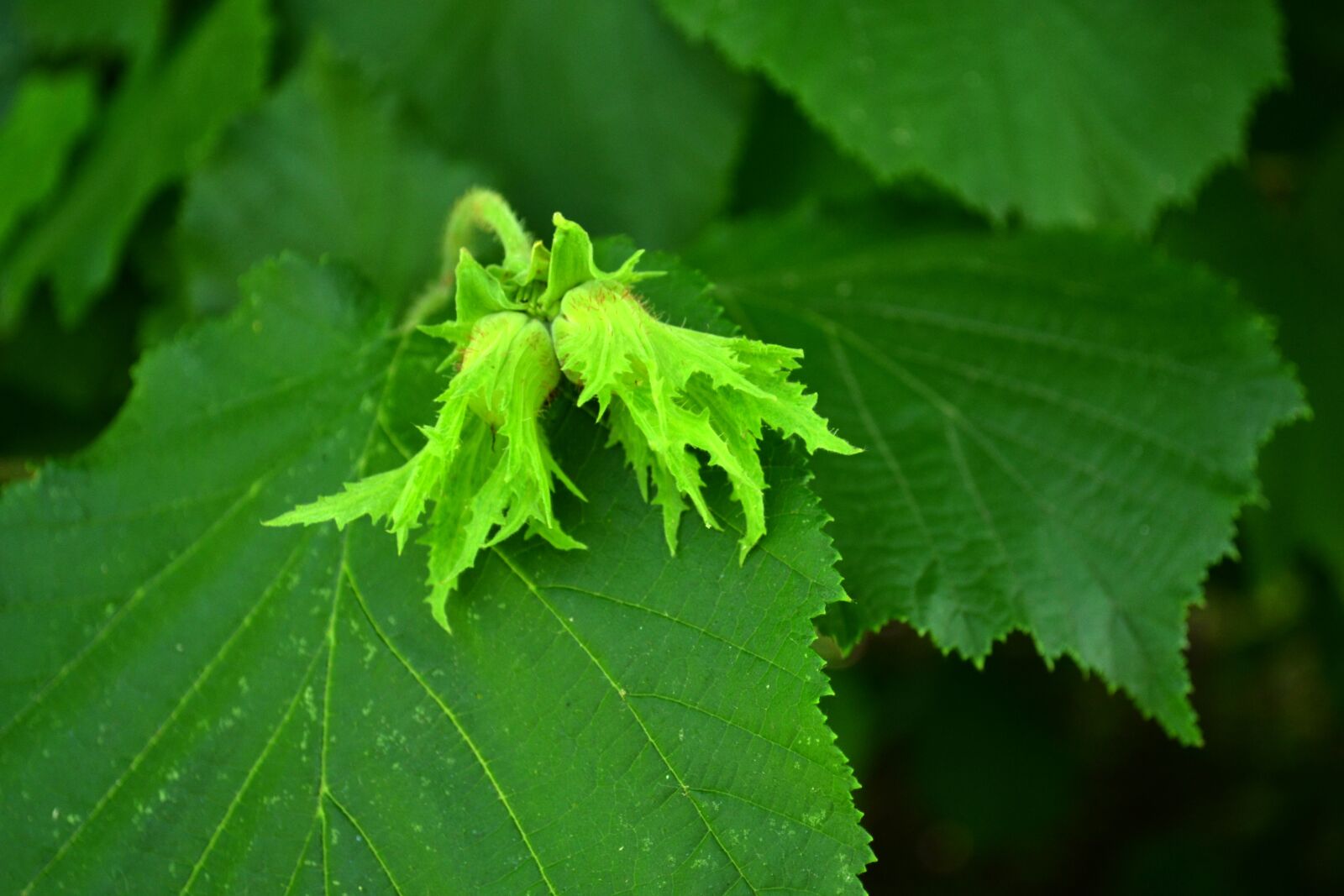 Nikon D3100 sample photo. Hazelnut, nut, plant photography