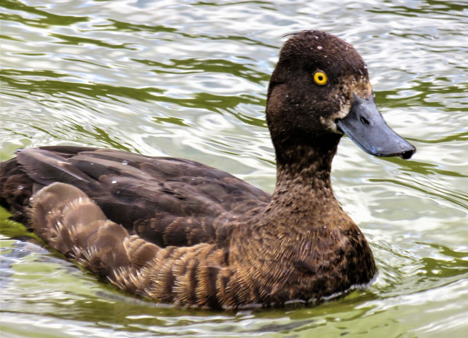 Canon PowerShot SX710 HS sample photo. Animal, duck, diving duck photography