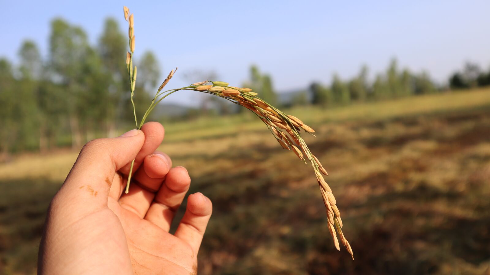 Canon EOS M50 (EOS Kiss M) sample photo. Rice plant, rice, agriculture photography