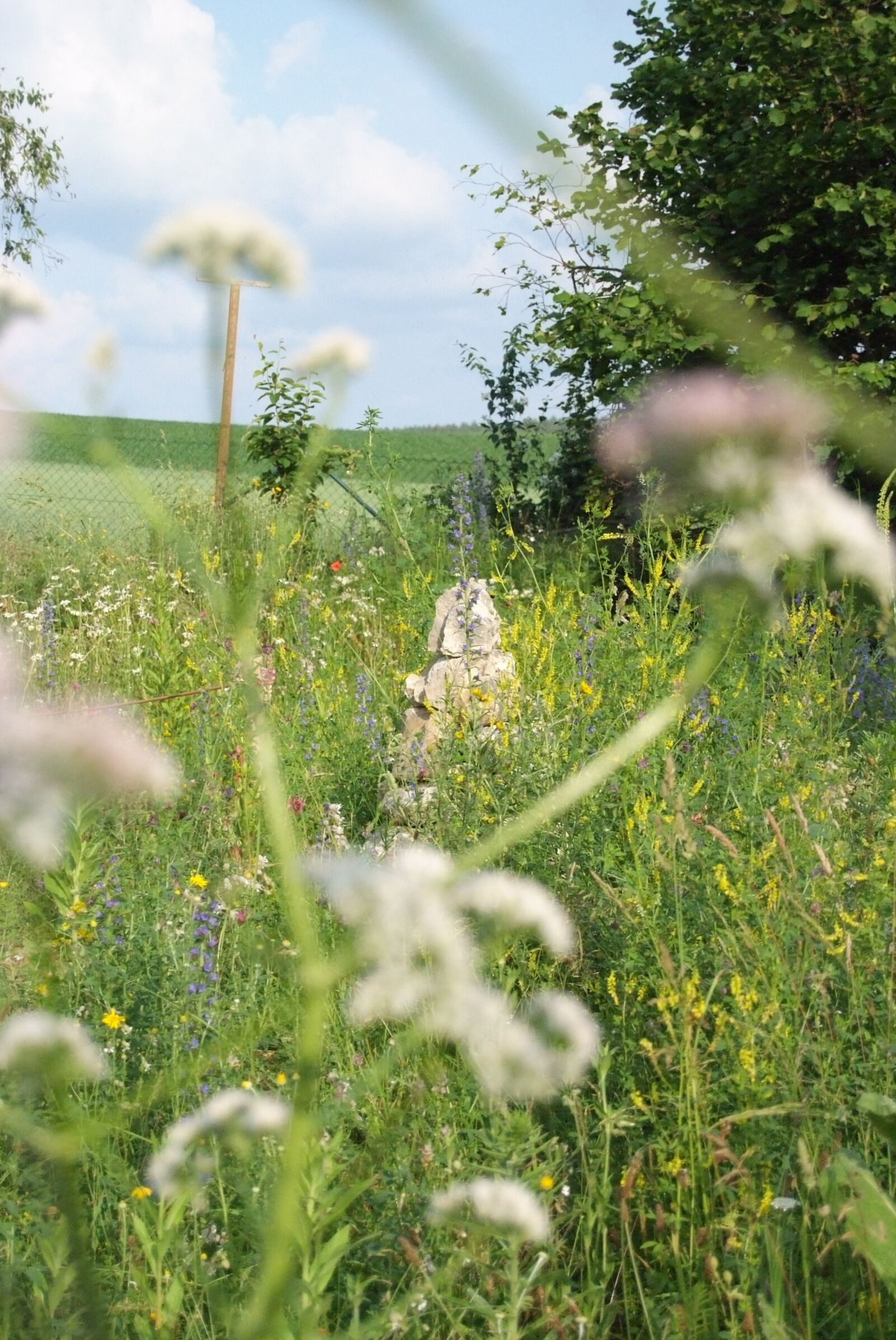 Fujifilm FinePix S5 Pro sample photo. Valerian, flower meadow, nature photography