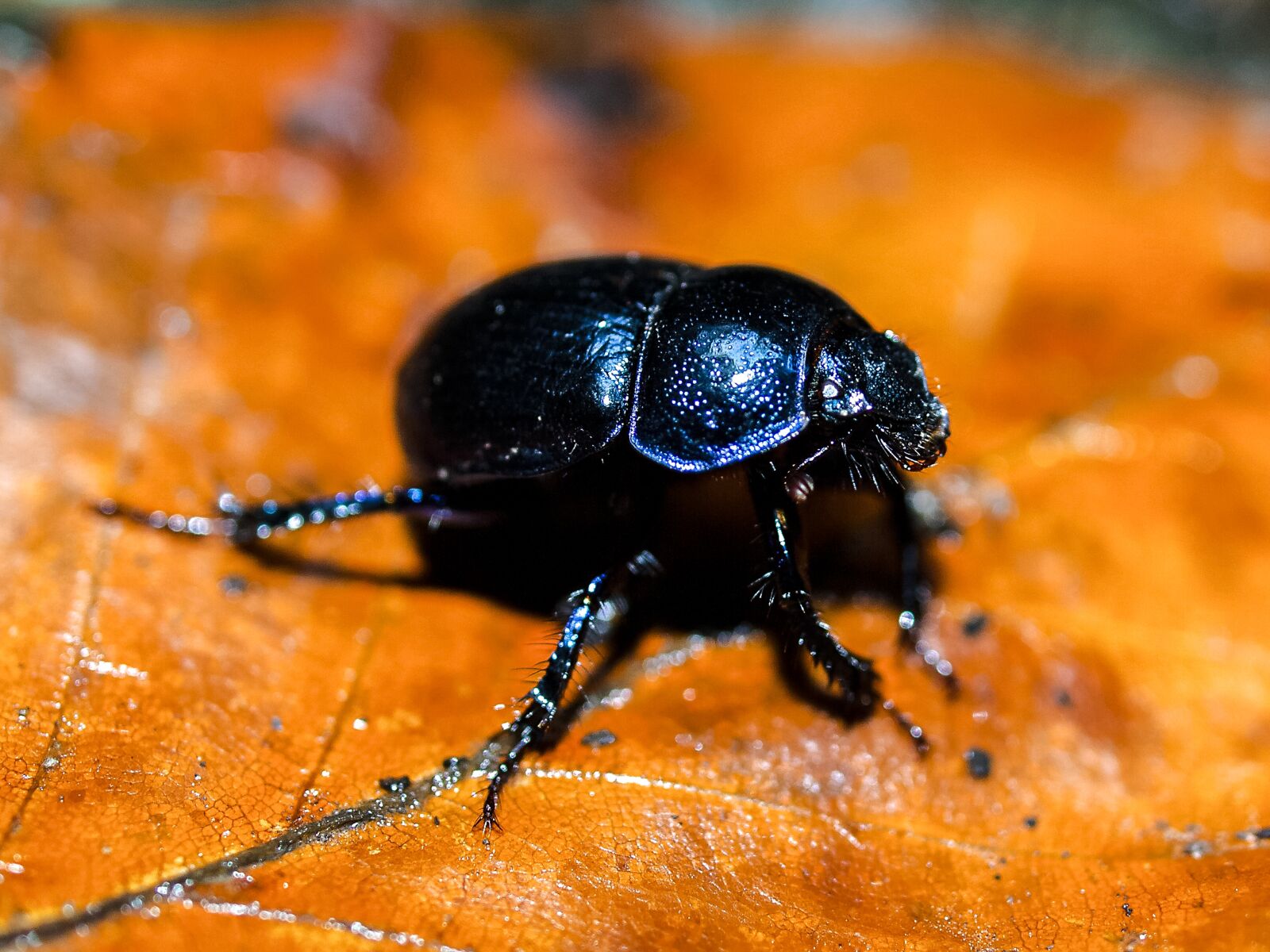 Olympus E-3 sample photo. Ground beetles, beetle, insect photography