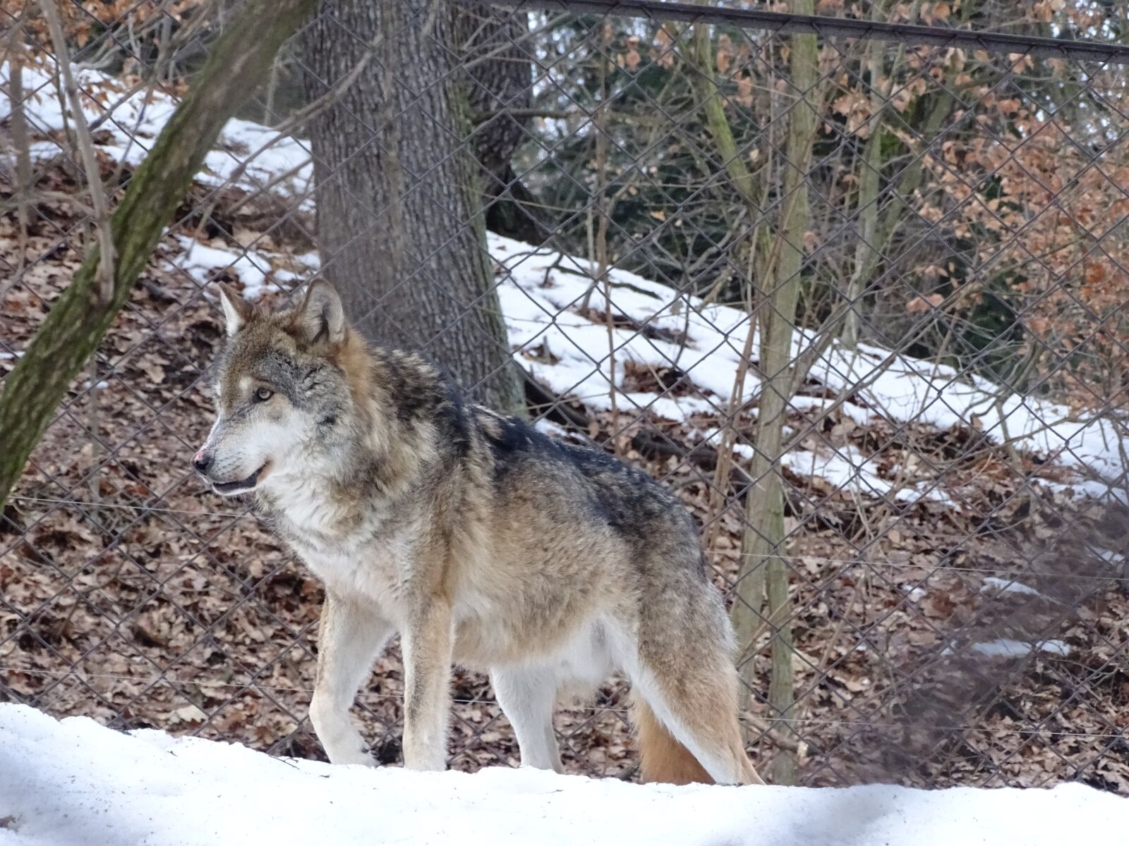 Sony Cyber-shot DSC-HX400V sample photo. Wolf, mammal, beast photography