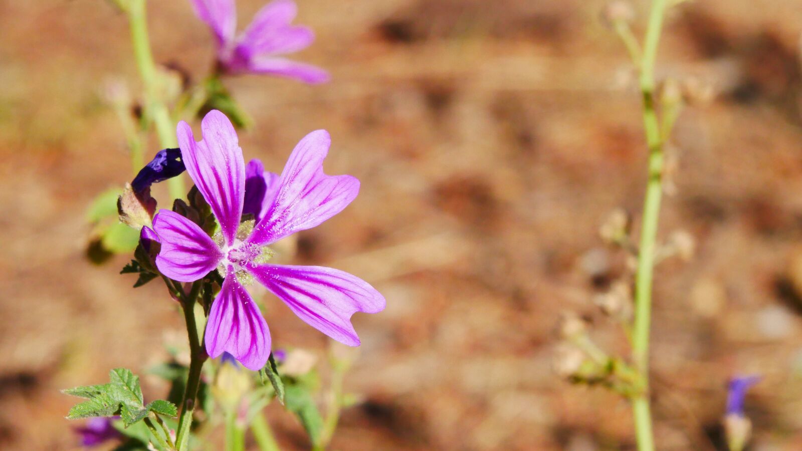 Panasonic Lumix DMC-GX85 (Lumix DMC-GX80 / Lumix DMC-GX7 Mark II) sample photo. Flower, blossom, bloom photography