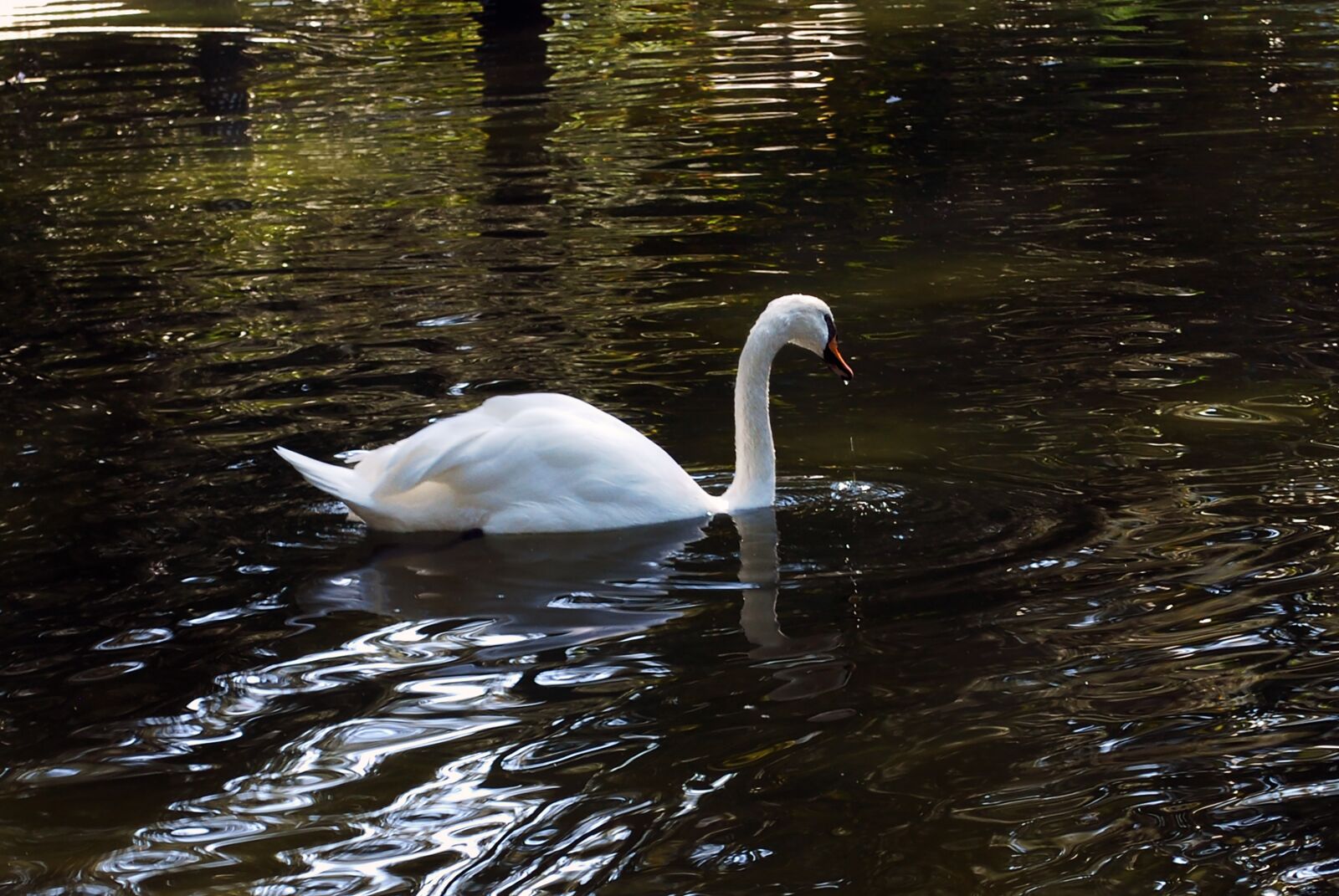 Nikon D60 sample photo. Swan, bird, pond photography