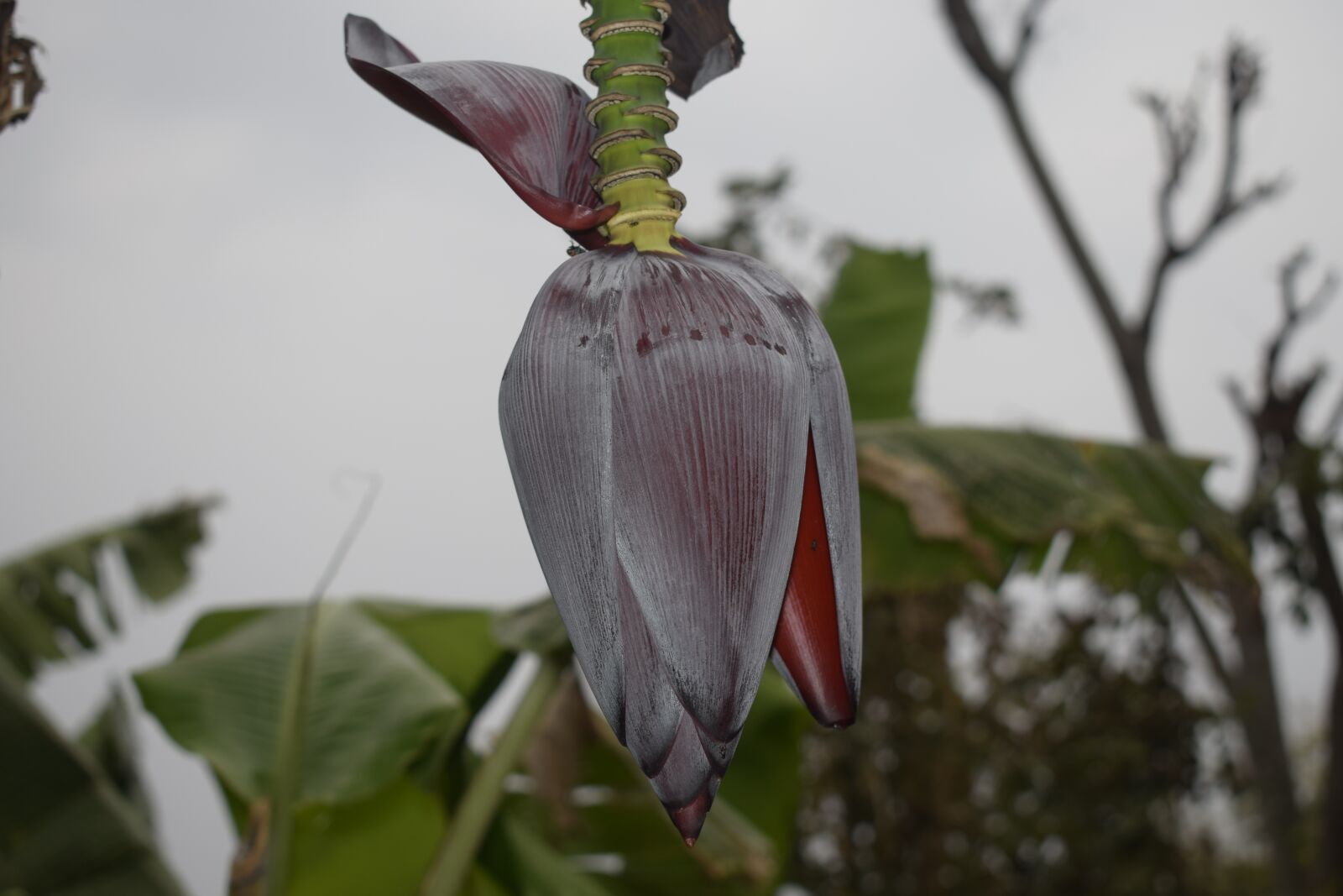 Nikon D5300 sample photo. Banana, banana flower, red photography