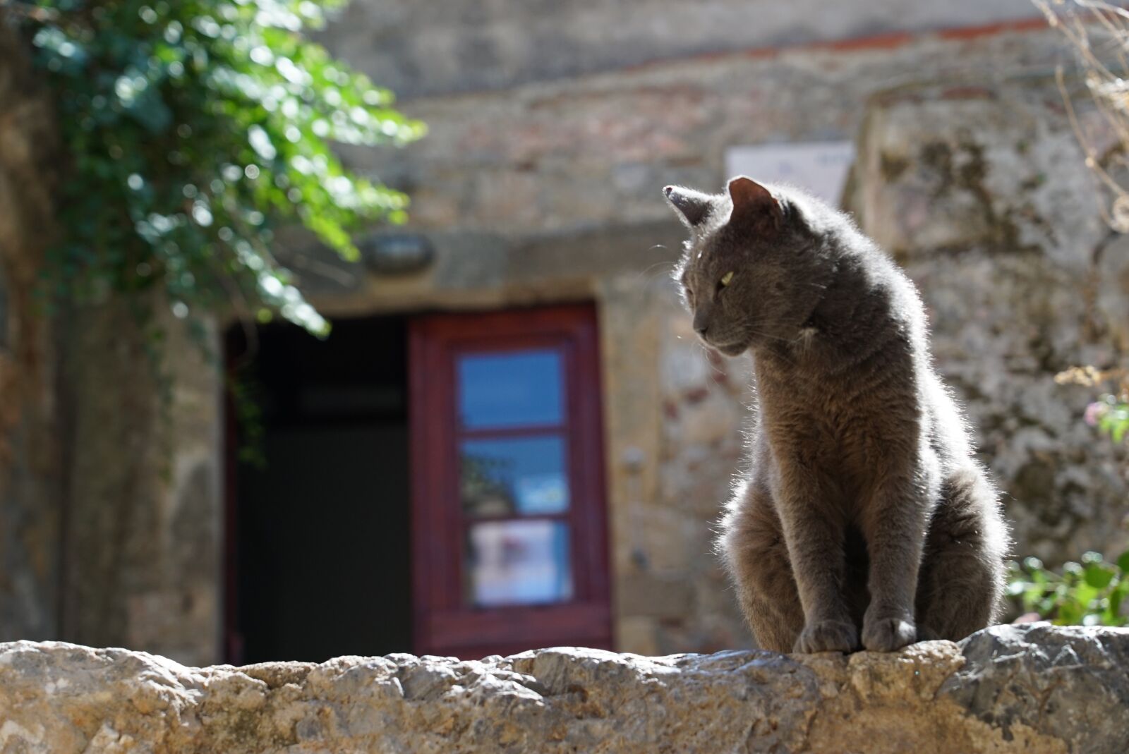 Sony FE 24-105mm F4 G OSS sample photo. Greece, monemvasia, cat photography