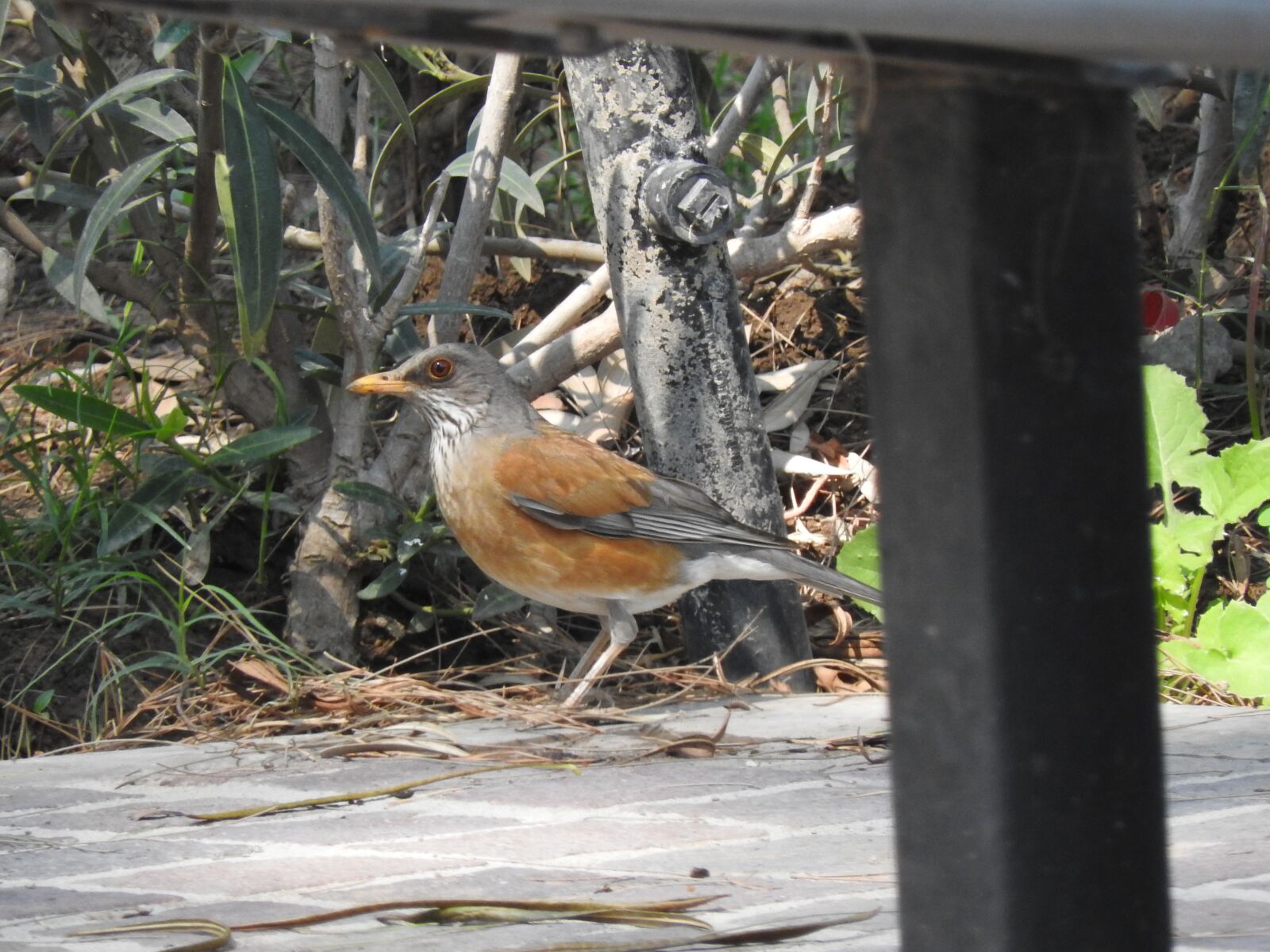 Nikon Coolpix P610 sample photo. Turdus rufopalliatus, blackbird, back photography