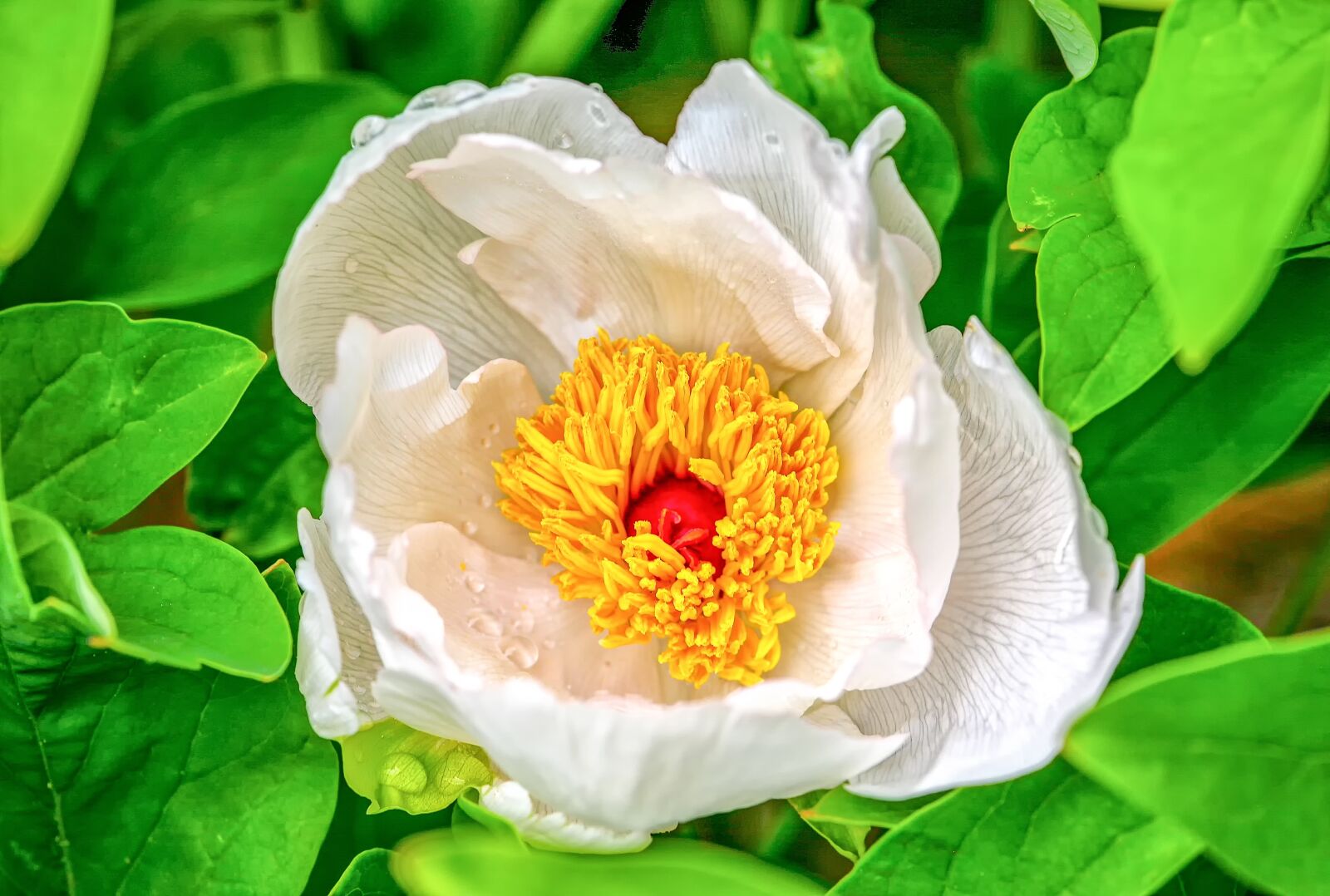 Canon EOS 5D sample photo. Peony, paeoniaceae, blossom photography