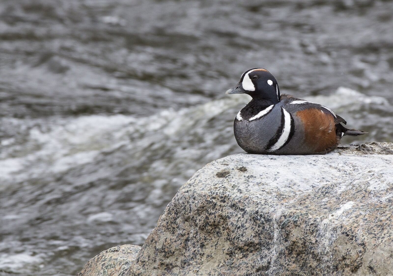 Canon EF 200-400mm F4L IS USM Extender 1.4x sample photo. Duck, harlequin, bird photography