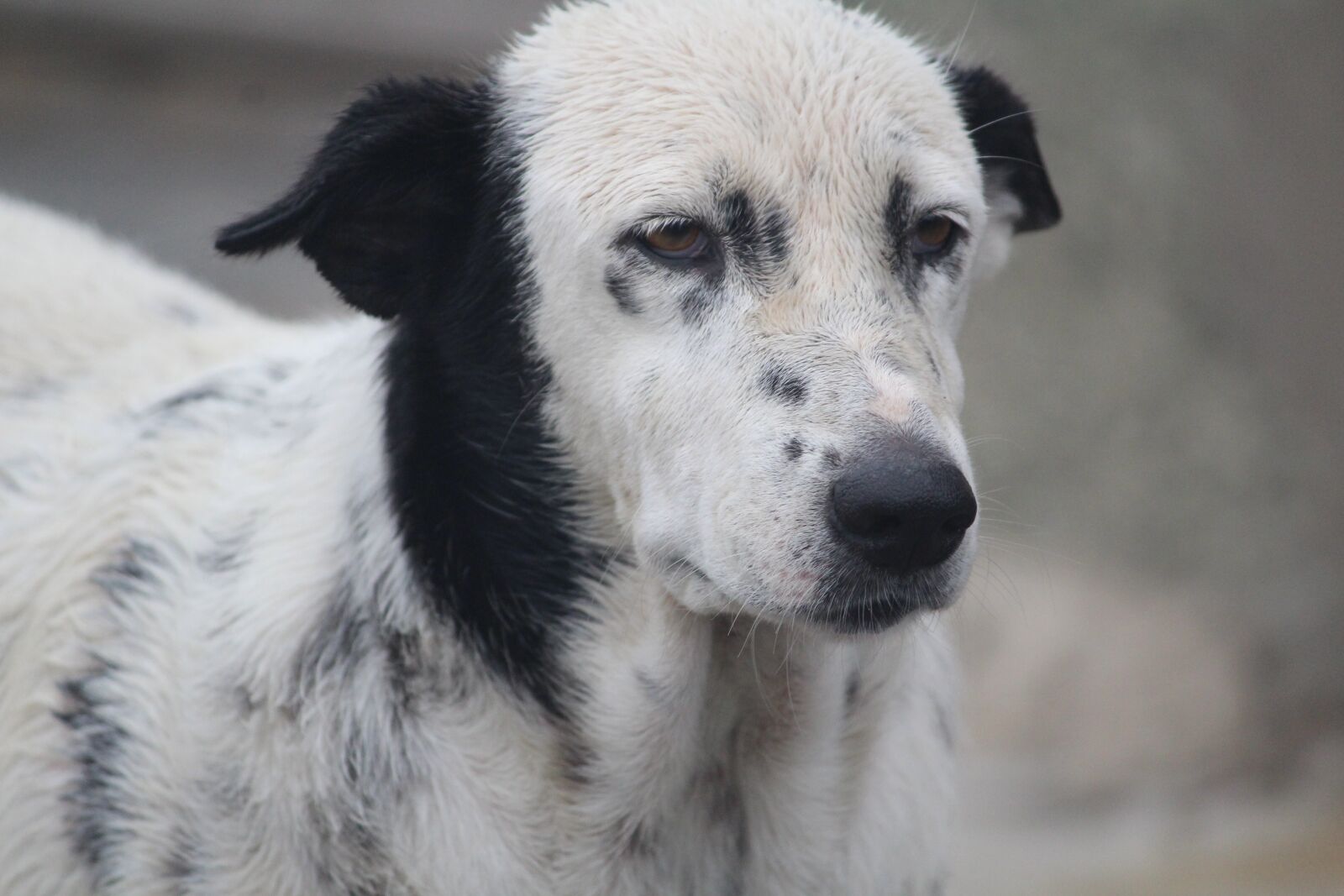 Canon EOS 1200D (EOS Rebel T5 / EOS Kiss X70 / EOS Hi) sample photo. Homeless, dog, stray photography
