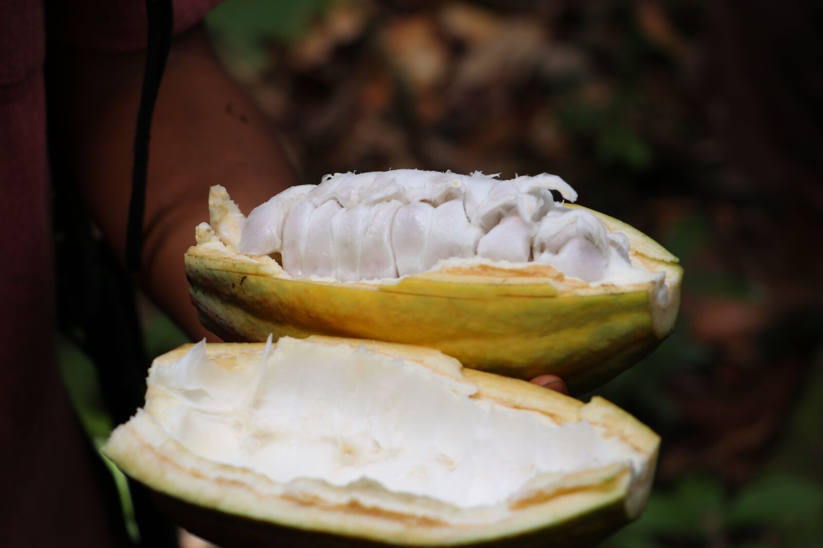 Canon EF-S 18-135mm F3.5-5.6 IS USM sample photo. Cocoa, amazon, chocolate photography