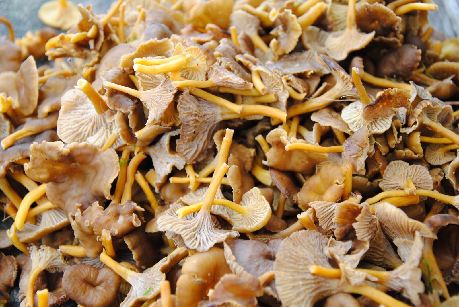Nikon D3000 sample photo. Chanterelle mushrooms, funnel chanterelles photography
