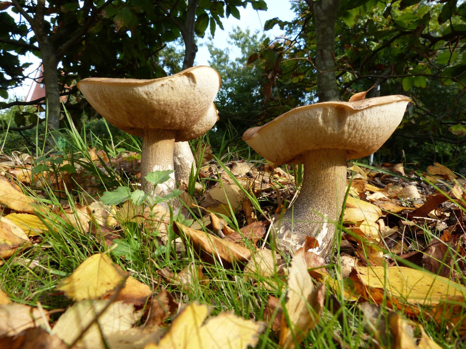 Panasonic Lumix DMC-FZ150 sample photo. Mushrooms, autumn, nature photography