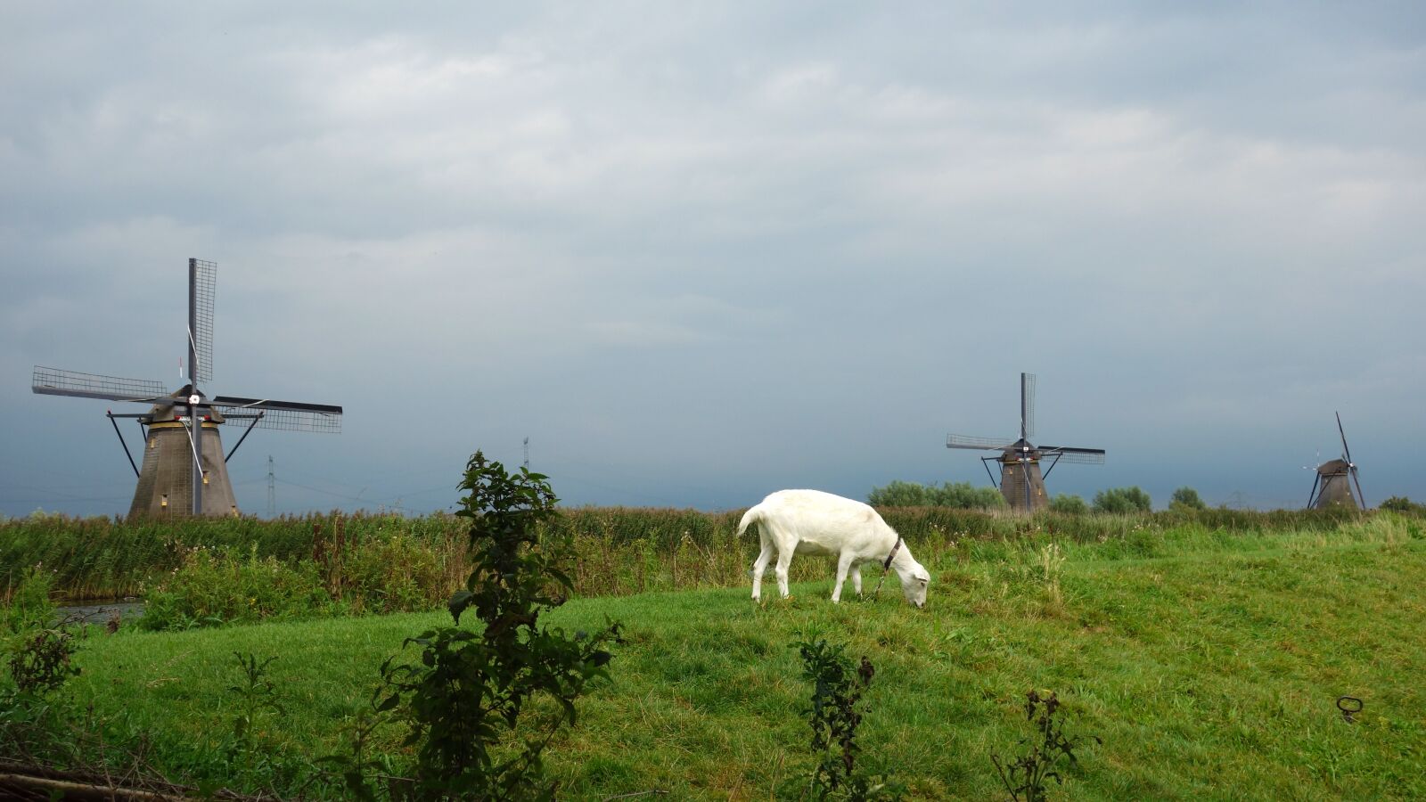 Sony Cyber-shot DSC-RX100 sample photo. Goat, mill, wind mill photography