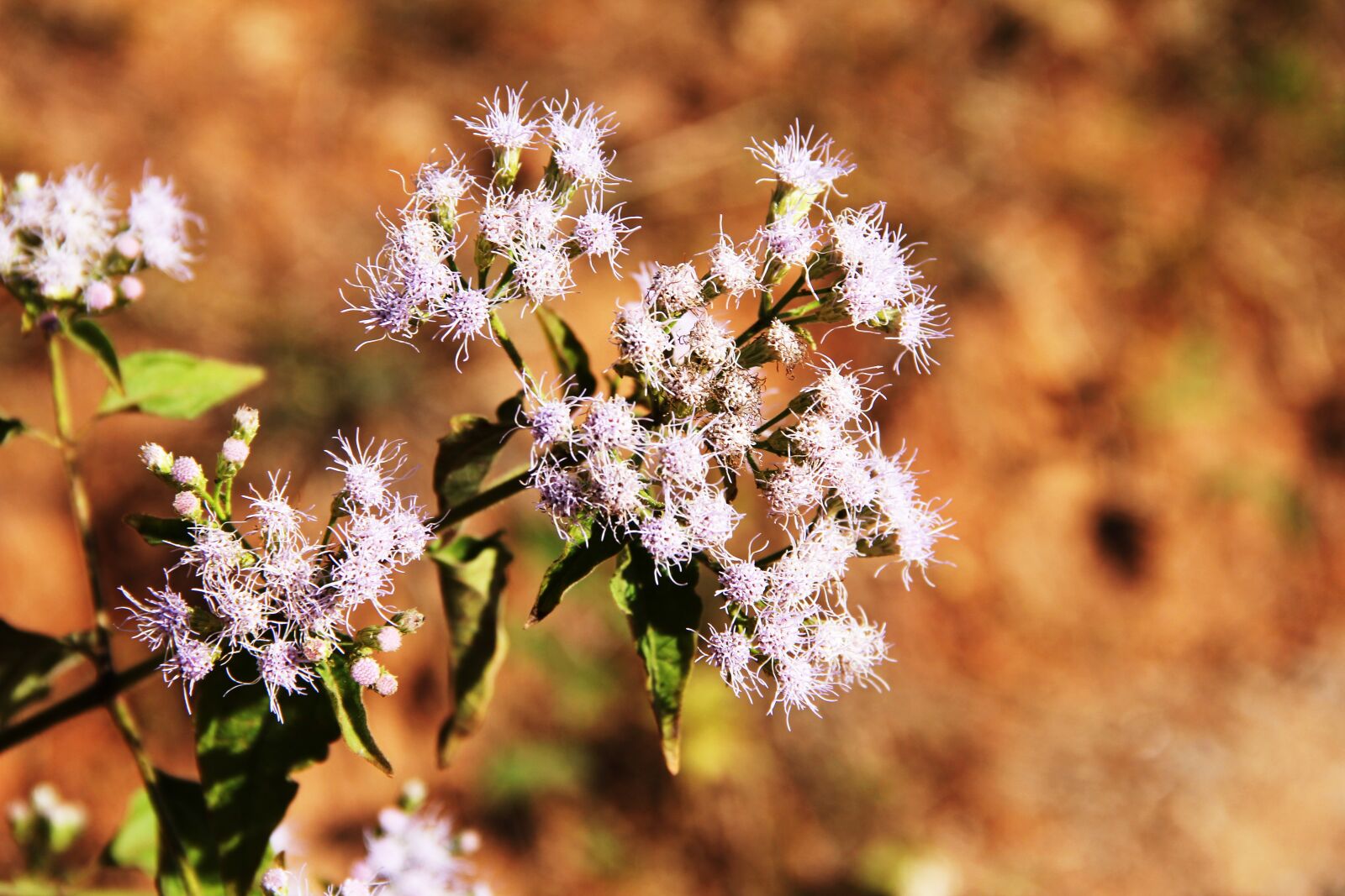 Canon EF-S 18-135mm F3.5-5.6 IS sample photo. Blossom, bloom, tender photography