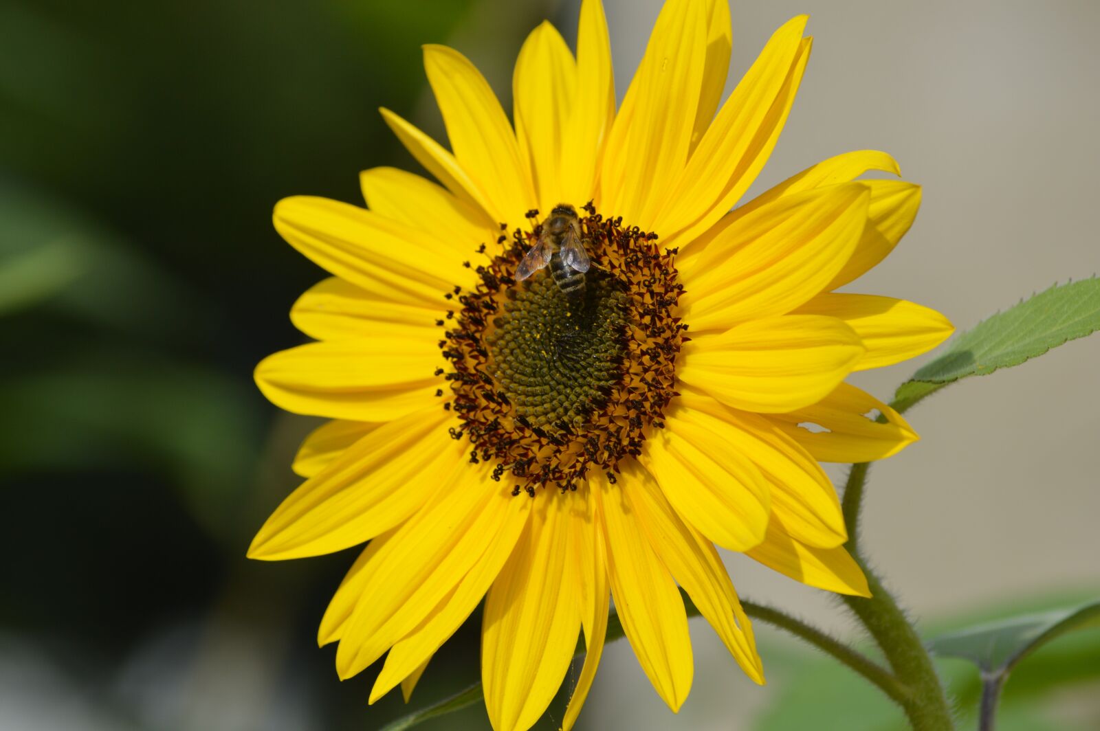 Nikon D3200 sample photo. Sunflower, yellow, flower photography