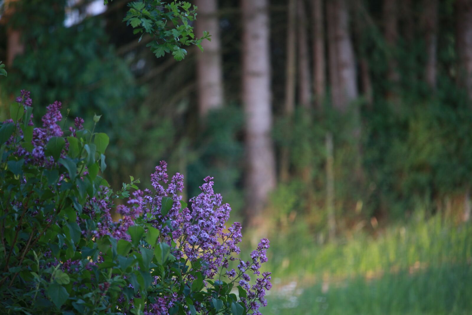 Canon EF-S 55-250mm F4-5.6 IS STM sample photo. Nature, lilac, decorative bush photography