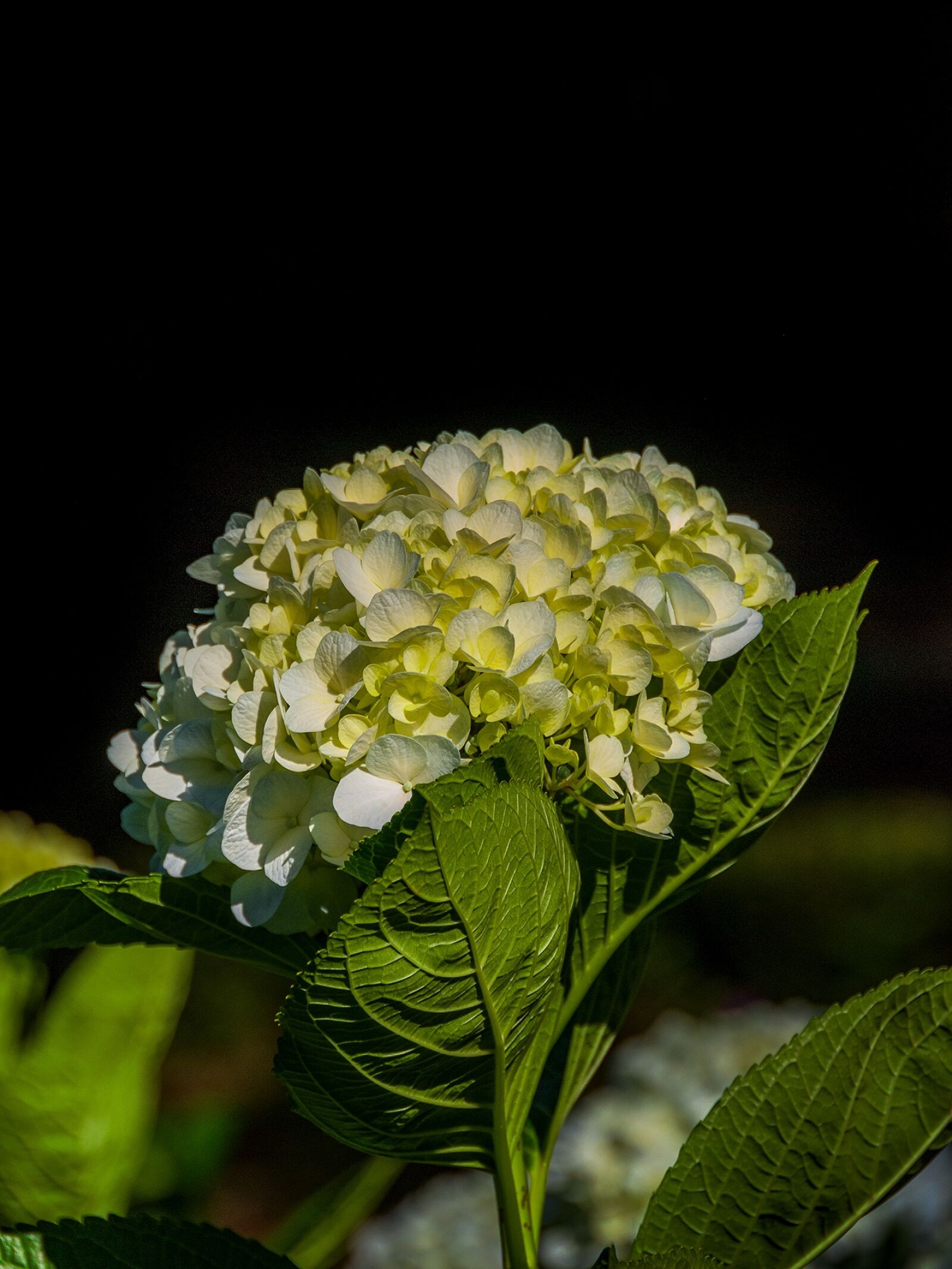 Nikon D80 sample photo. Hydrangeas, beautiful flowers, natural photography