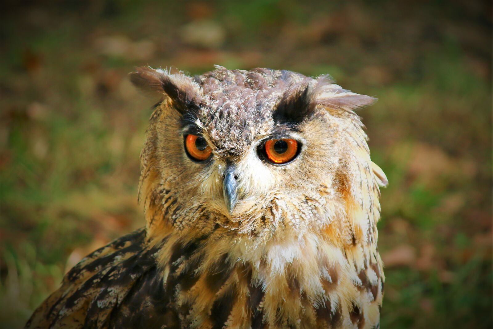 Canon EF-S 55-250mm F4-5.6 IS sample photo. Eagle owl, bird of photography