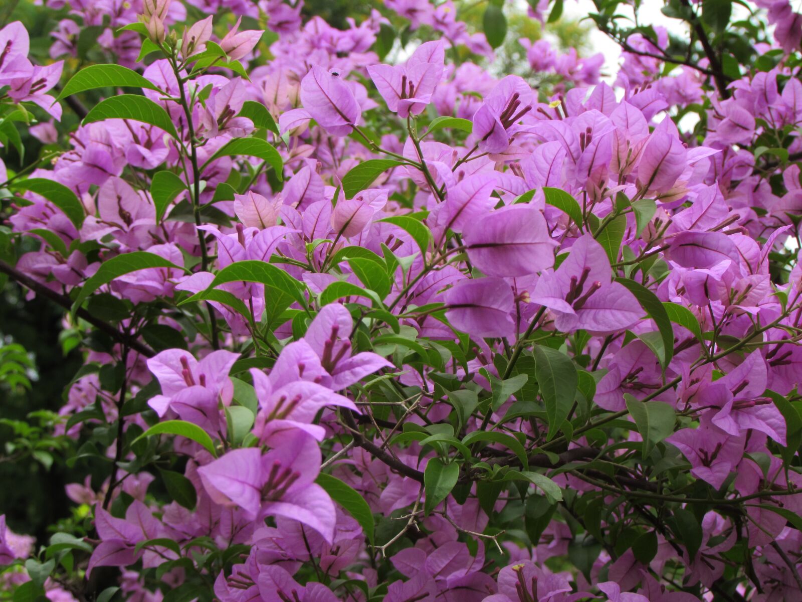Canon PowerShot SX510 HS sample photo. Flowers, nature, field photography