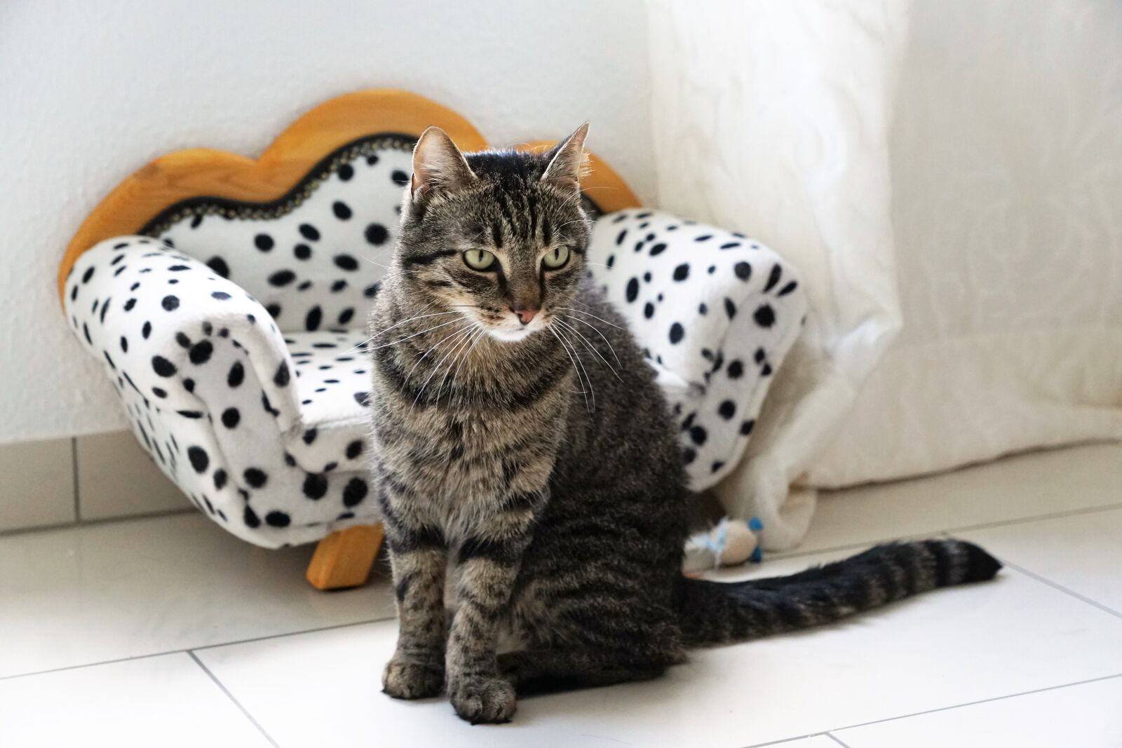 Sony ILCA-77M2 + Sony DT 16-50mm F2.8 SSM sample photo. Tiger, cat, dalmatians photography