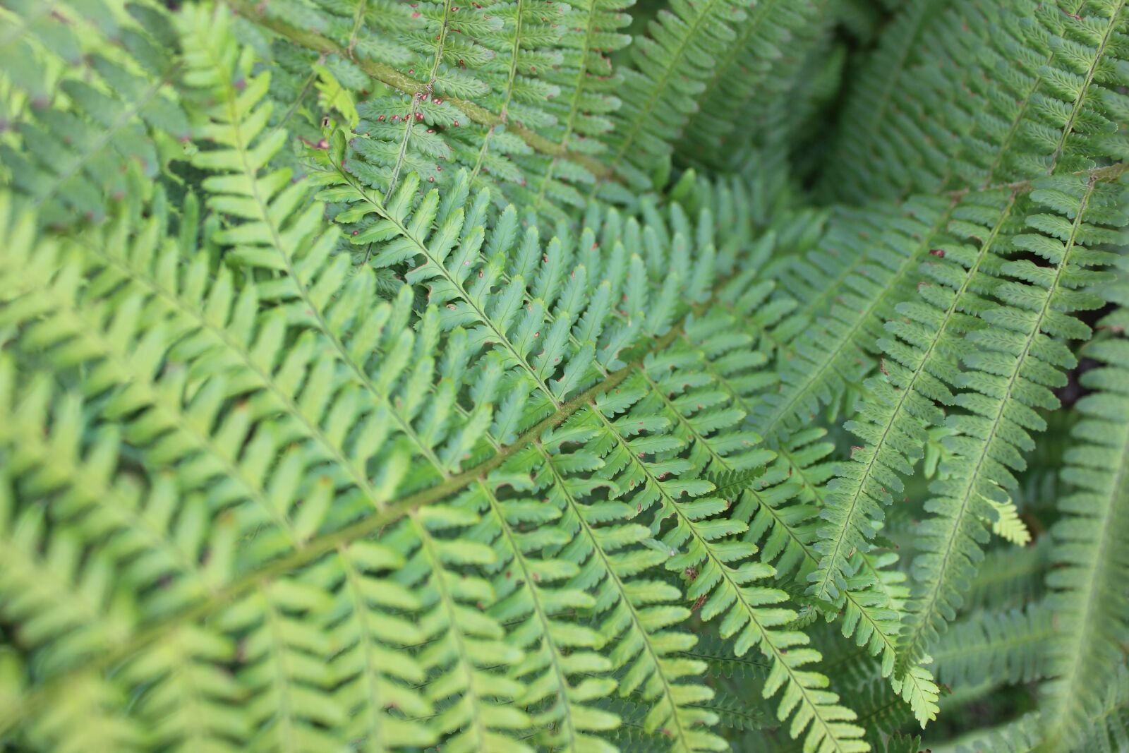 Canon EOS 600D (Rebel EOS T3i / EOS Kiss X5) sample photo. Fern, green, plant photography
