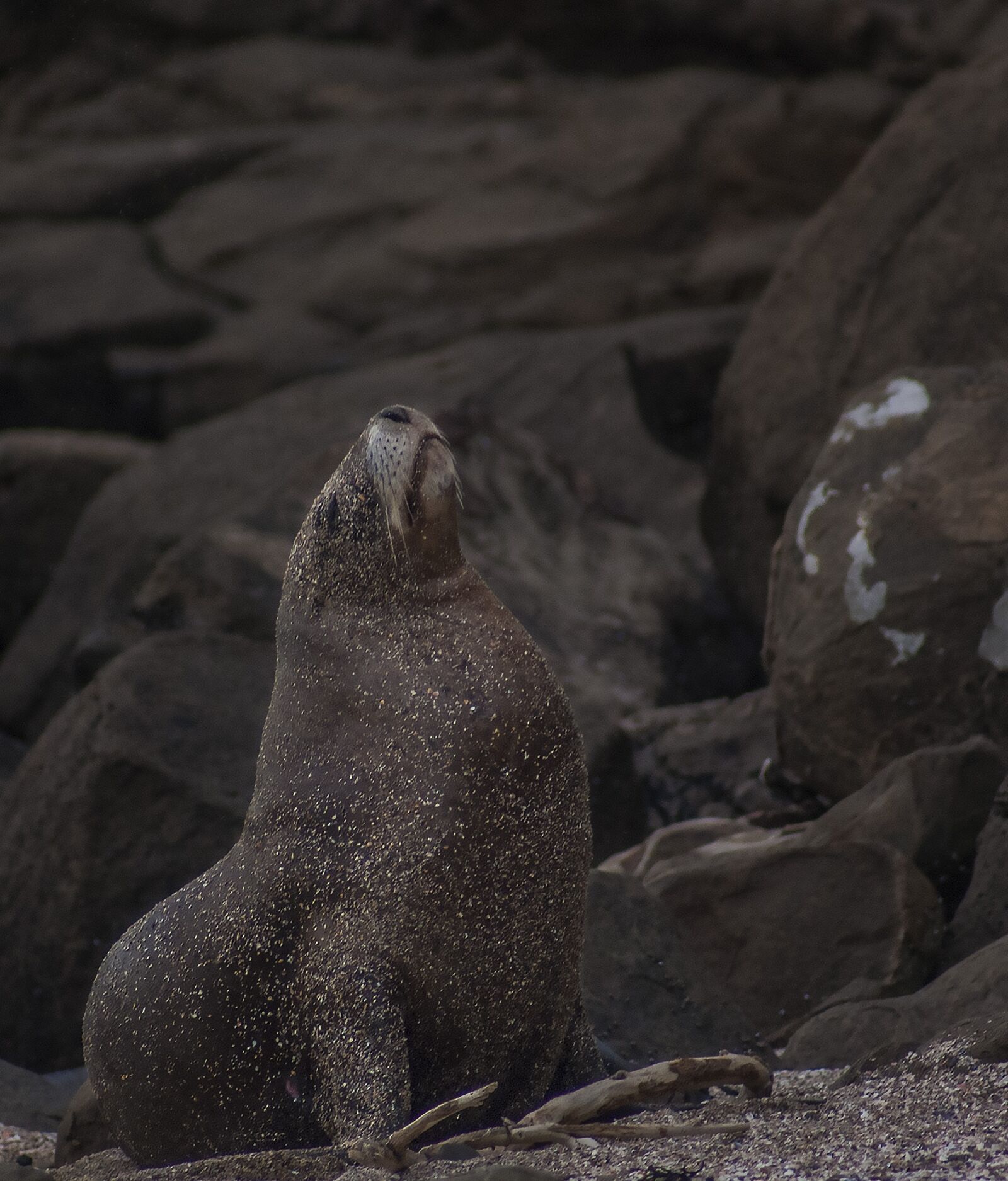 Sony Alpha DSLR-A200 sample photo. Sea lion, majestic, nature photography