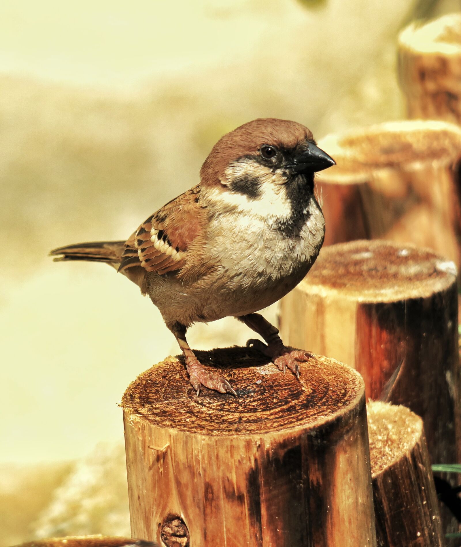 Canon PowerShot G3 X sample photo. Bird, wildlife, nature photography