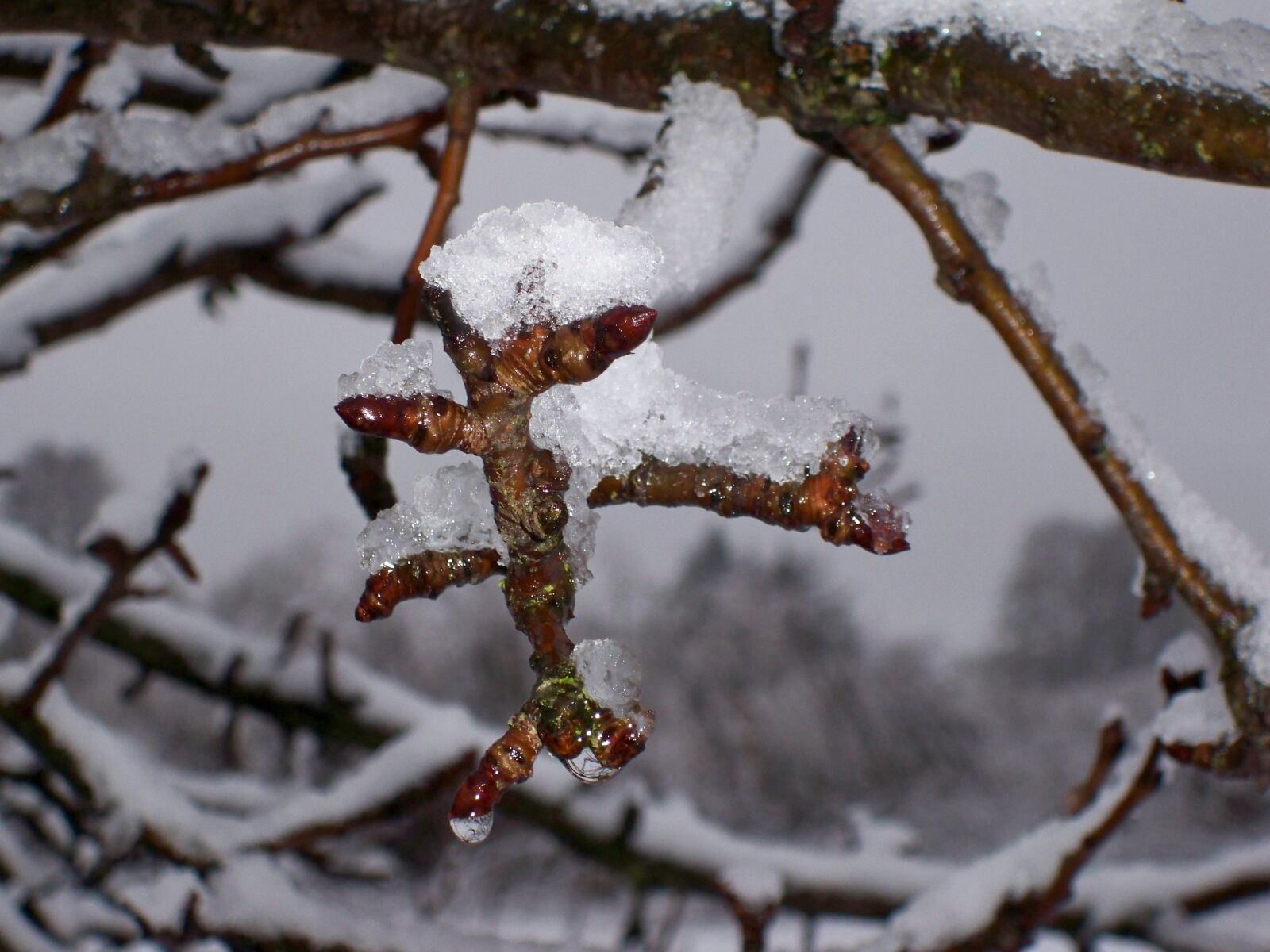Kodak EasyShare M1033 sample photo. Landscape, winter, tree photography