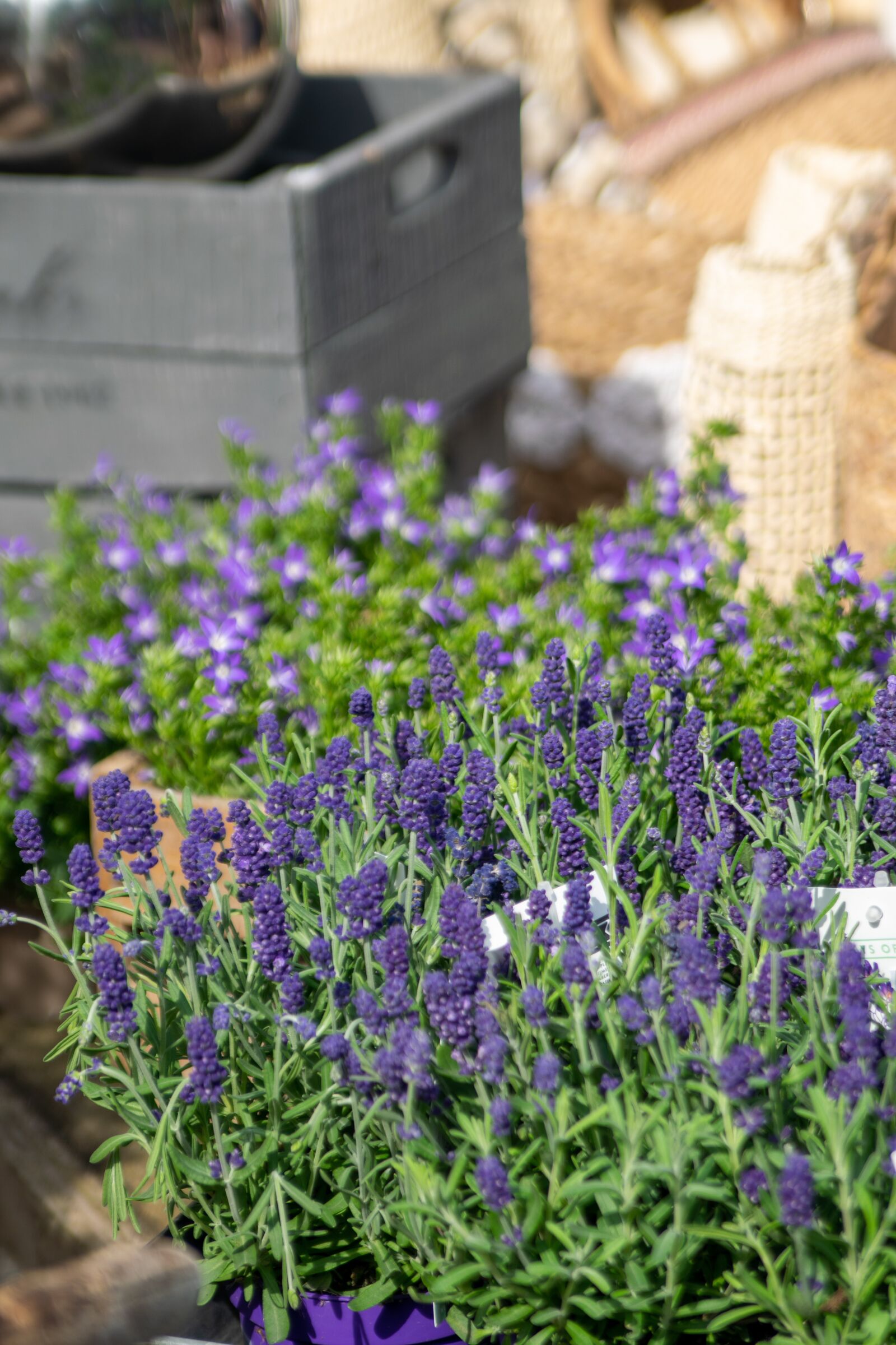 Nikon D5300 sample photo. St peter obi, lavender photography