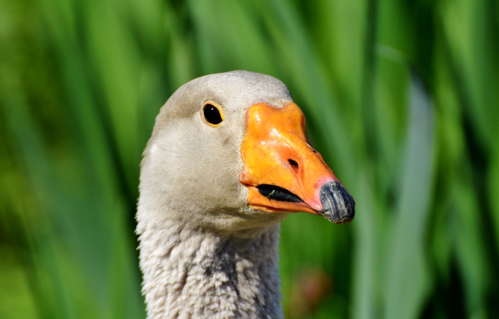 Nikon D7200 sample photo. Goose, poultry, bird photography