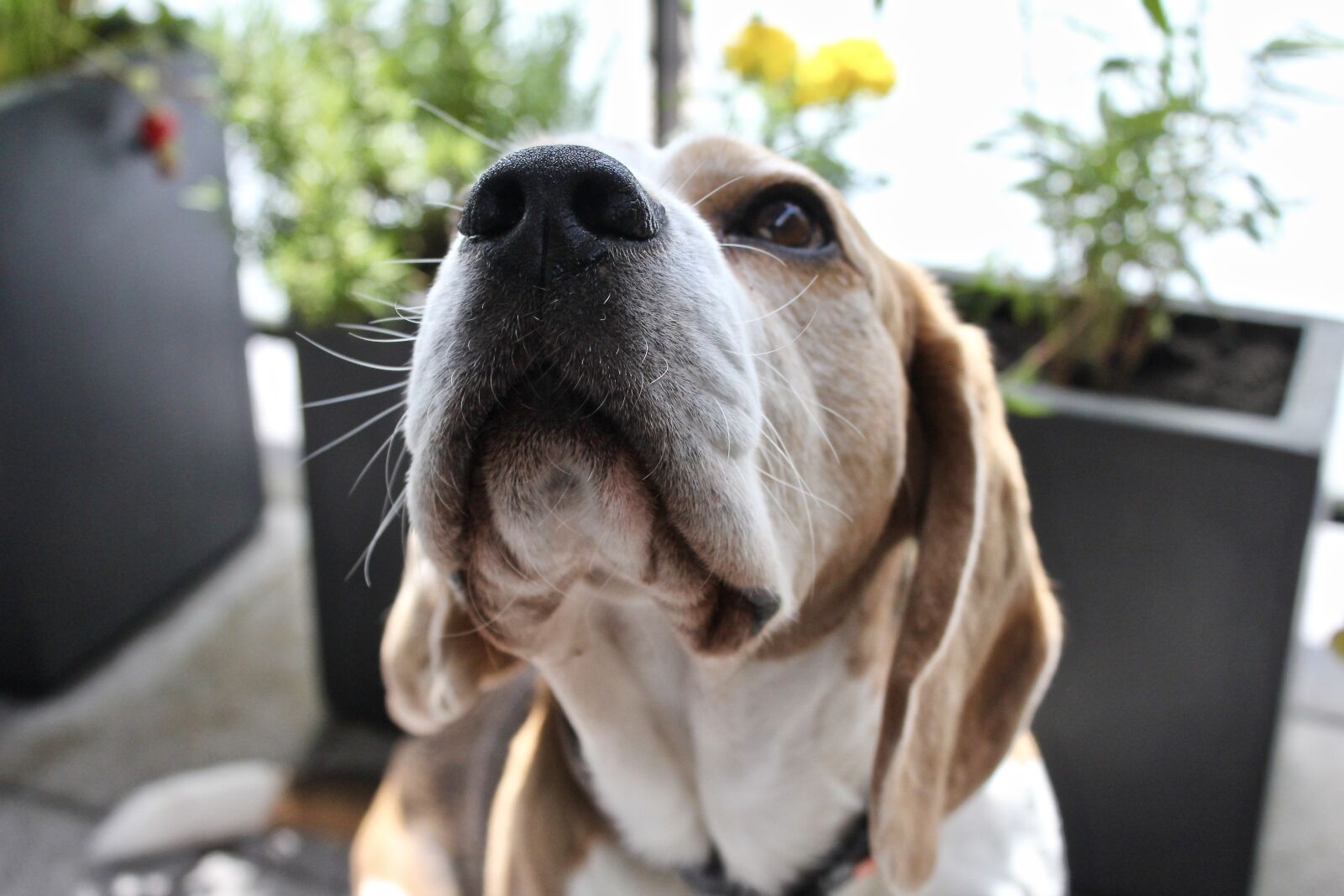 Canon EOS 550D (EOS Rebel T2i / EOS Kiss X4) sample photo. Beagle, dog, cute photography