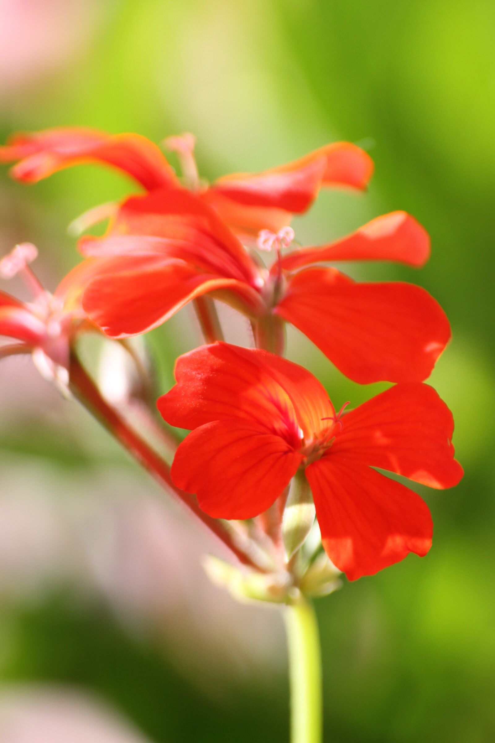 Canon EOS 7D sample photo. Flower, red, macro photography