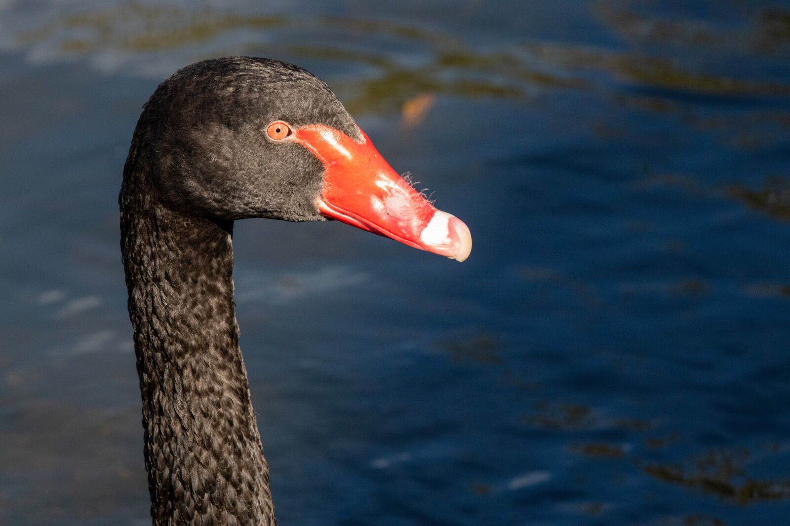 Canon EF 100-400mm F4.5-5.6L IS USM sample photo. Black swan, bird, water photography