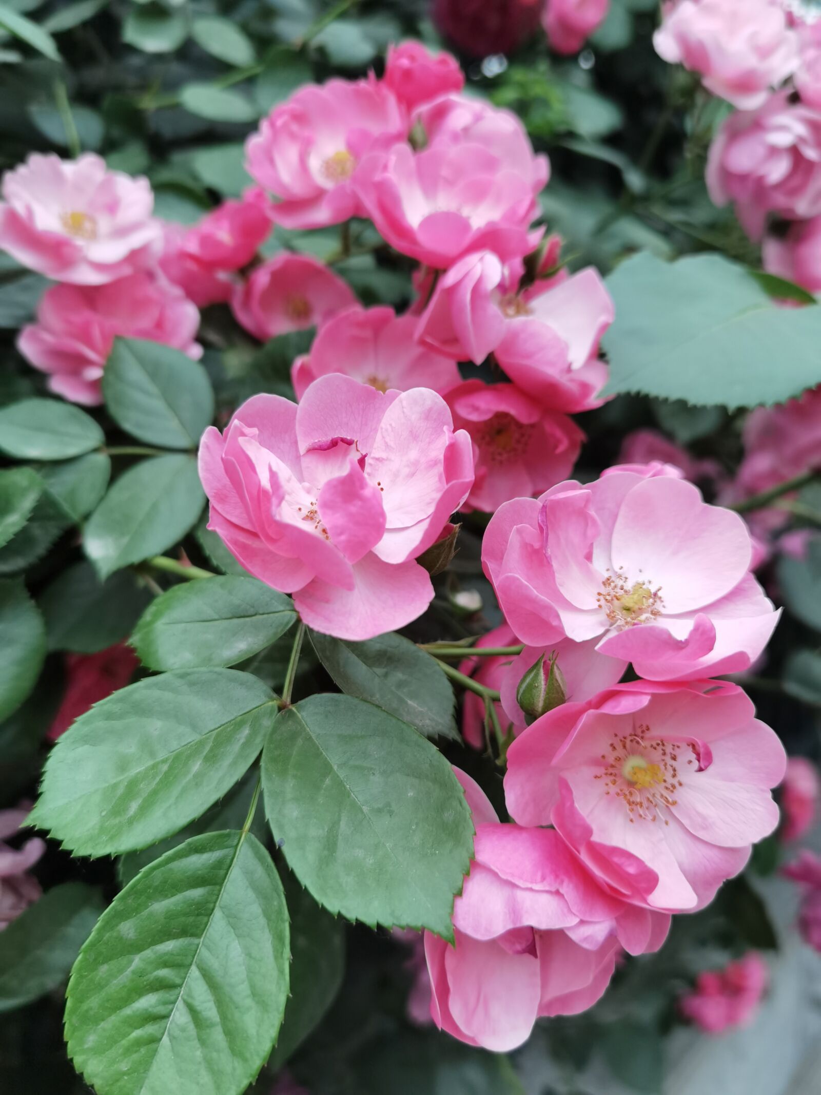 HUAWEI ELS-AN00 sample photo. Roses, rose, flower photography