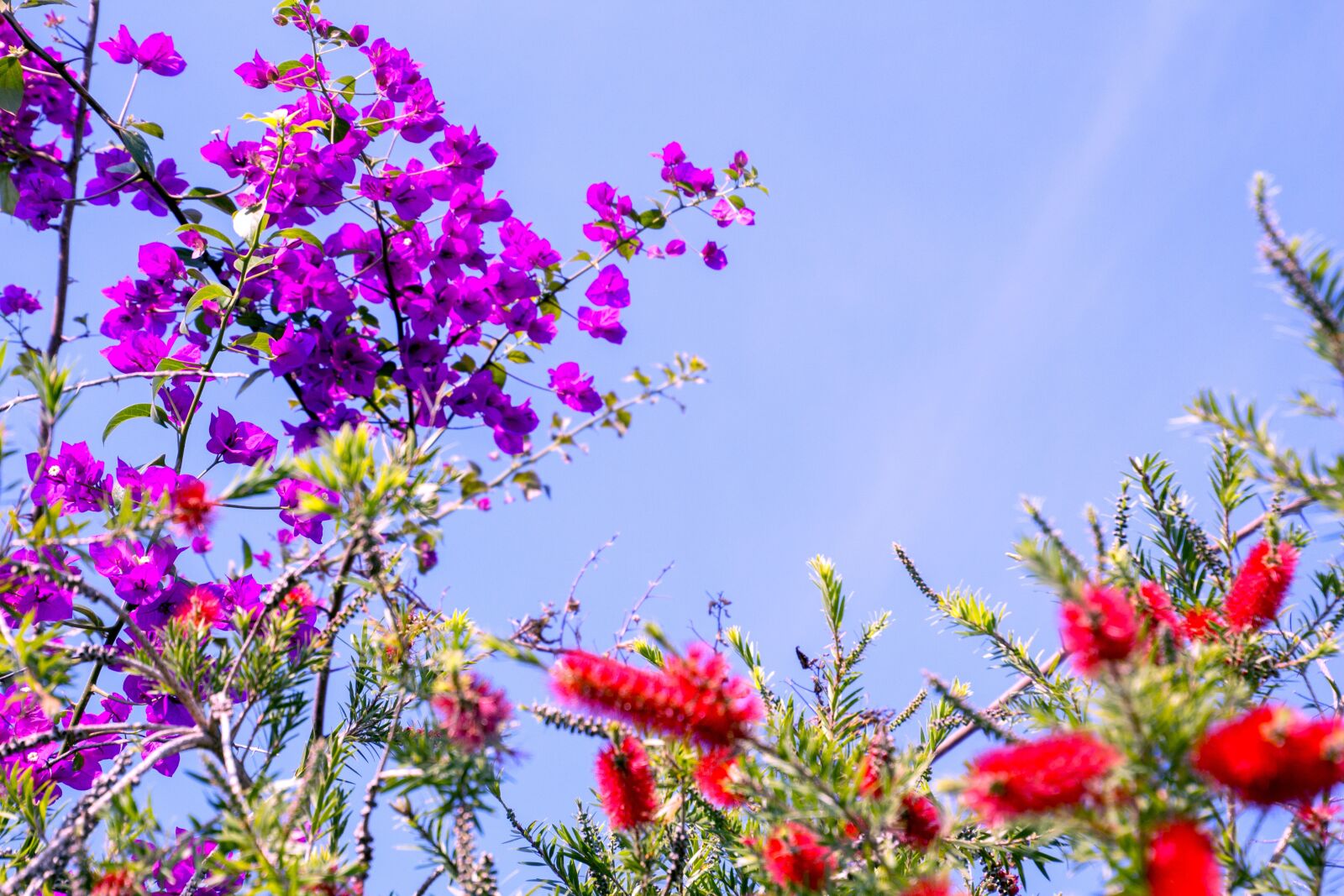 Canon EOS 700D (EOS Rebel T5i / EOS Kiss X7i) sample photo. Spring, garden, flowers photography