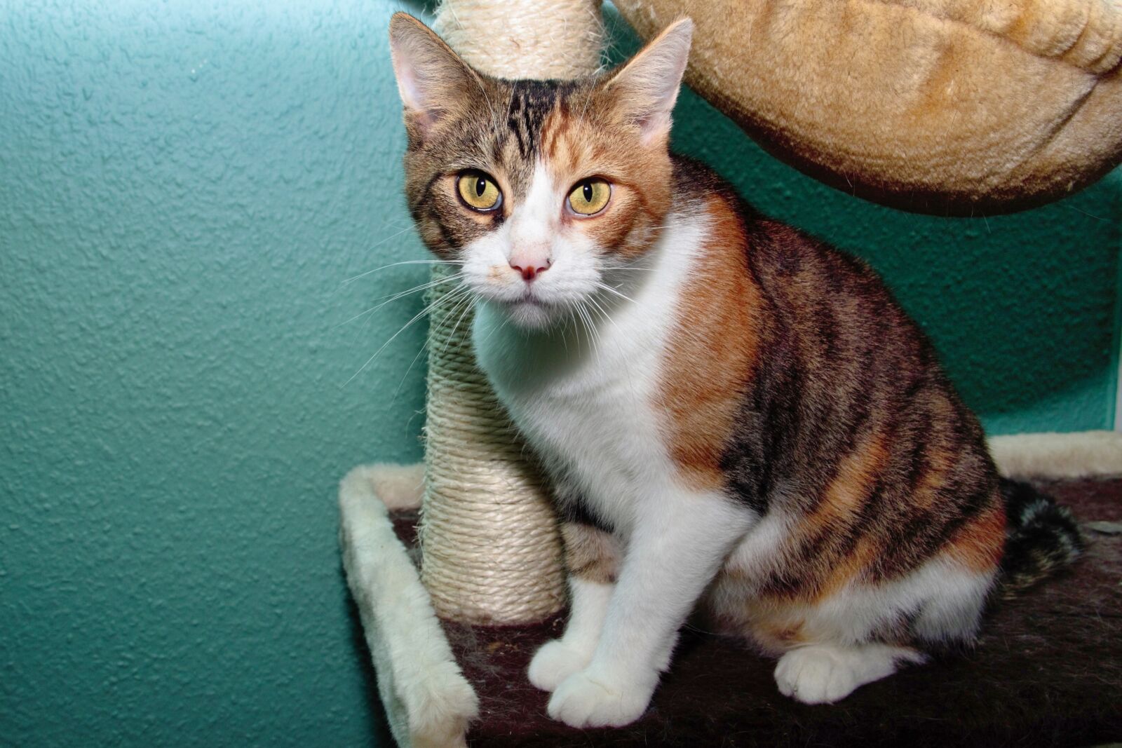 Canon EOS 600D (Rebel EOS T3i / EOS Kiss X5) sample photo. Cat, domestic cat, pet photography